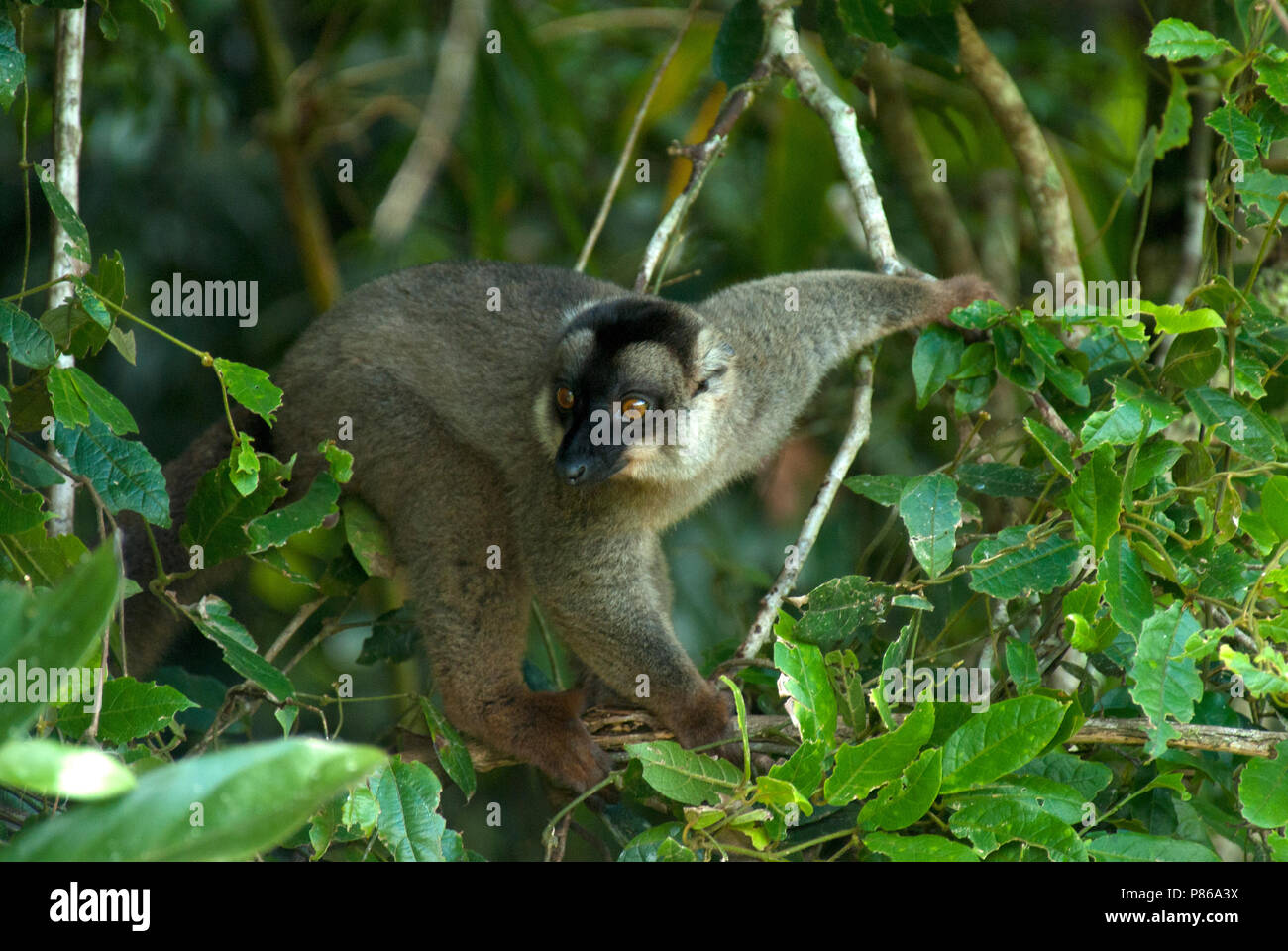 Bruine, Maki Lemur brun commun Banque D'Images