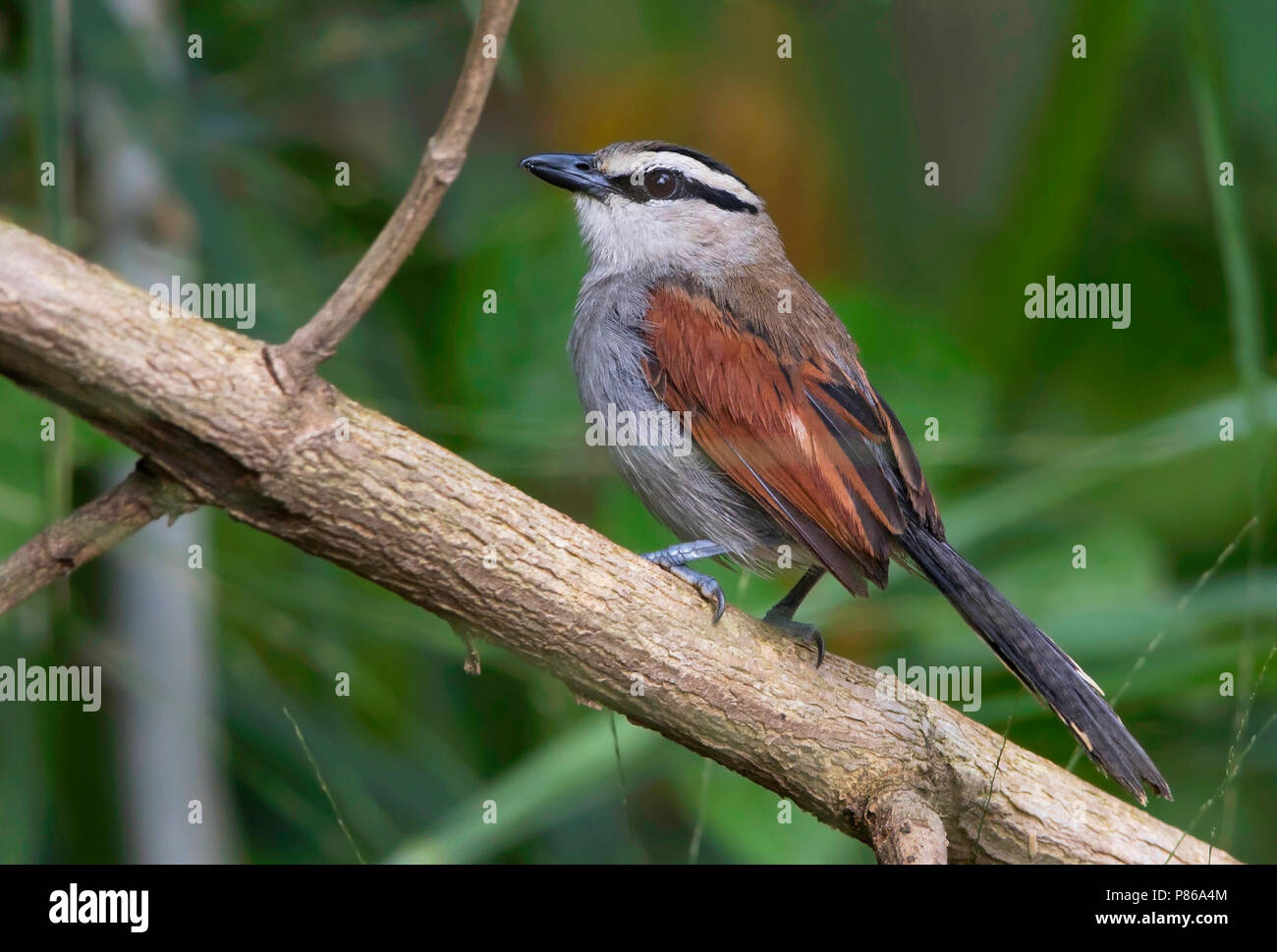 Brown-Tchagra Tchagra australis (couronné) perché dans un buisson Banque D'Images