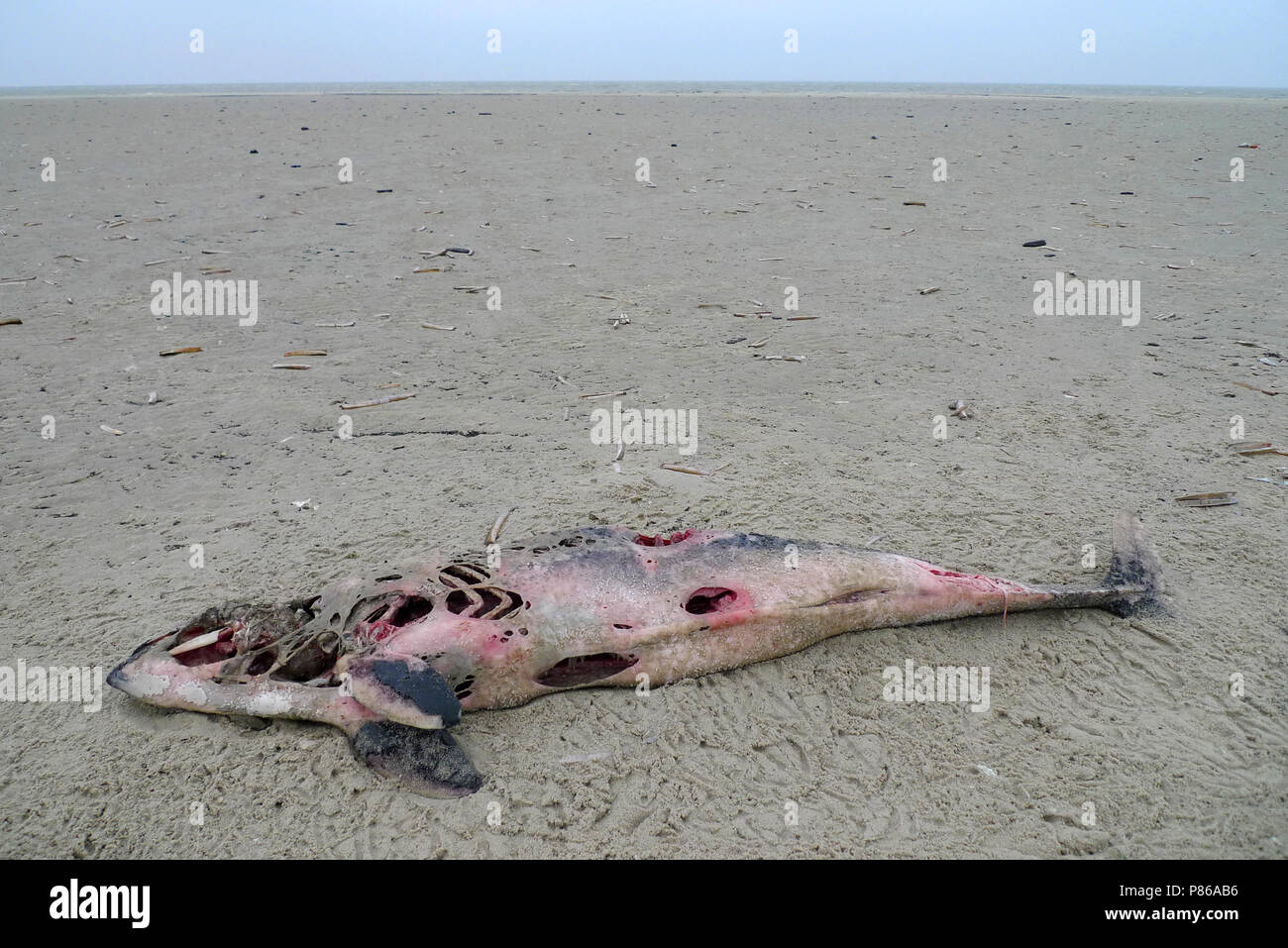 Bruinvis dood Noordvaarder Terschelling, marsouin commun plage morte Terschelling Banque D'Images