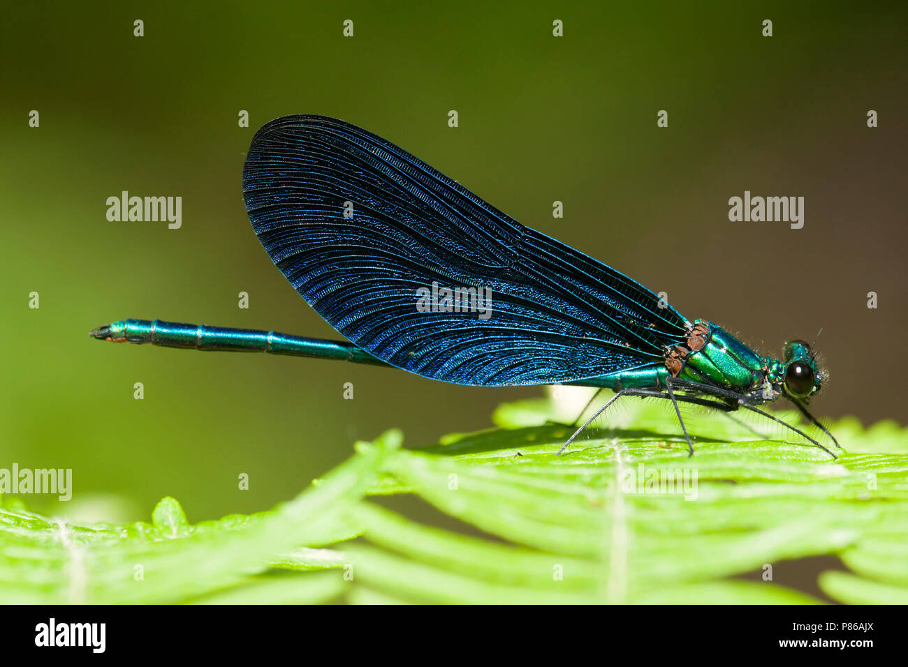 Mannetje Bosbeekjuffer (ssp. festiva) Mâle Calopteryx virgo (ssp. festiva) Banque D'Images