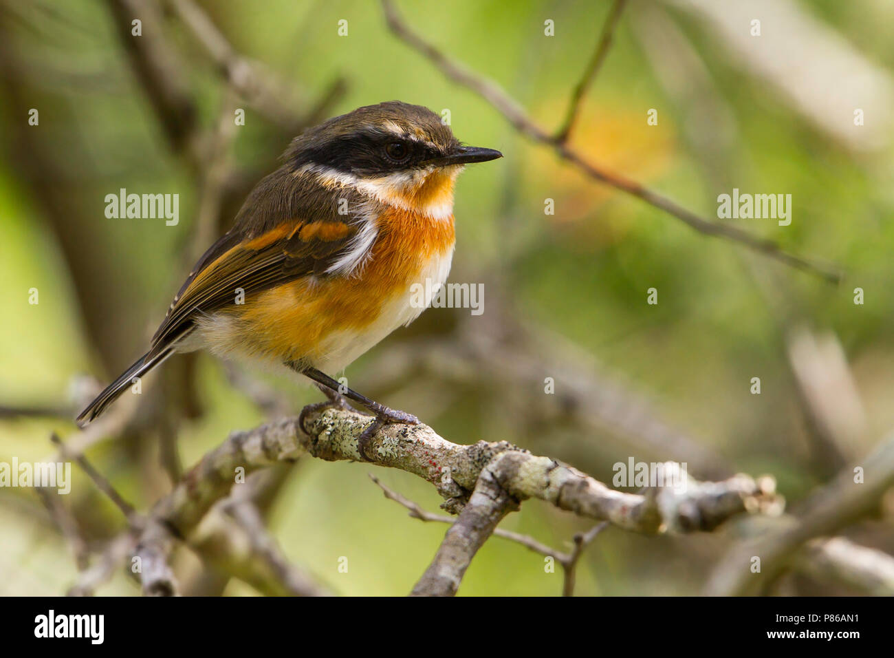 Cape Batis Batis capensis) perché ( Banque D'Images