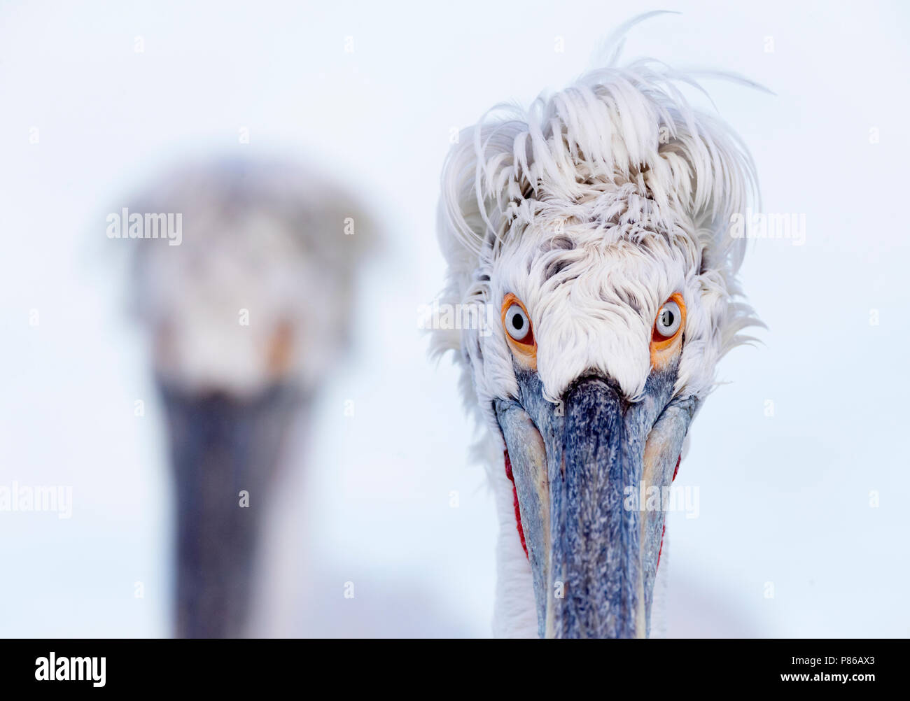 Pélican frisé (Pelecanus crispus) au lac Kerkini, Grèce Banque D'Images