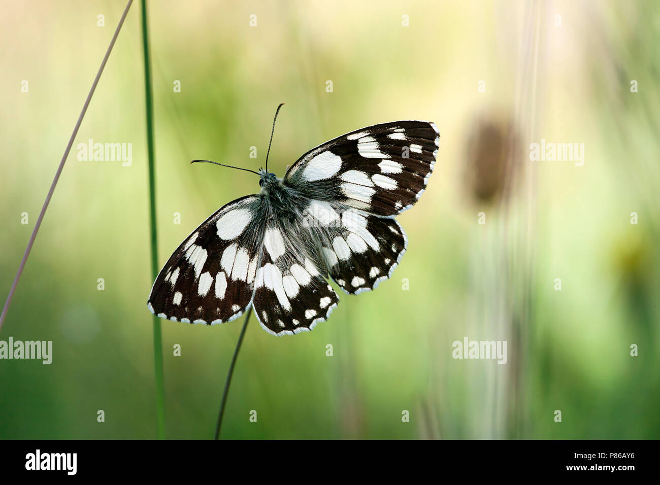 Dambordje / Marbled white (Melanargia galathea) Banque D'Images