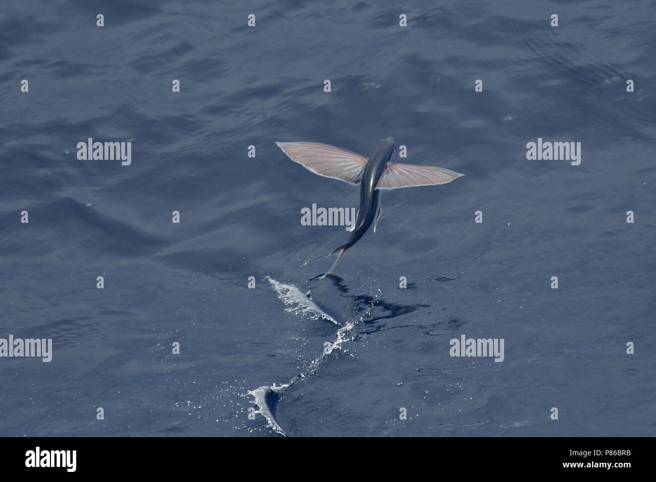 Les espèces de poissons volants, décoller de la surface de l'océan. Banque D'Images