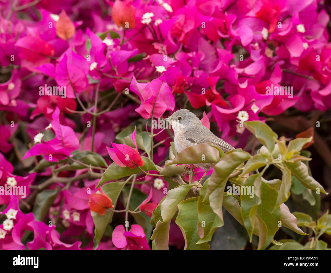 De l'est féminin (Sylvia cantillans Subalpine Warbler albistriata) durant la migration de printemps en Egypte Banque D'Images