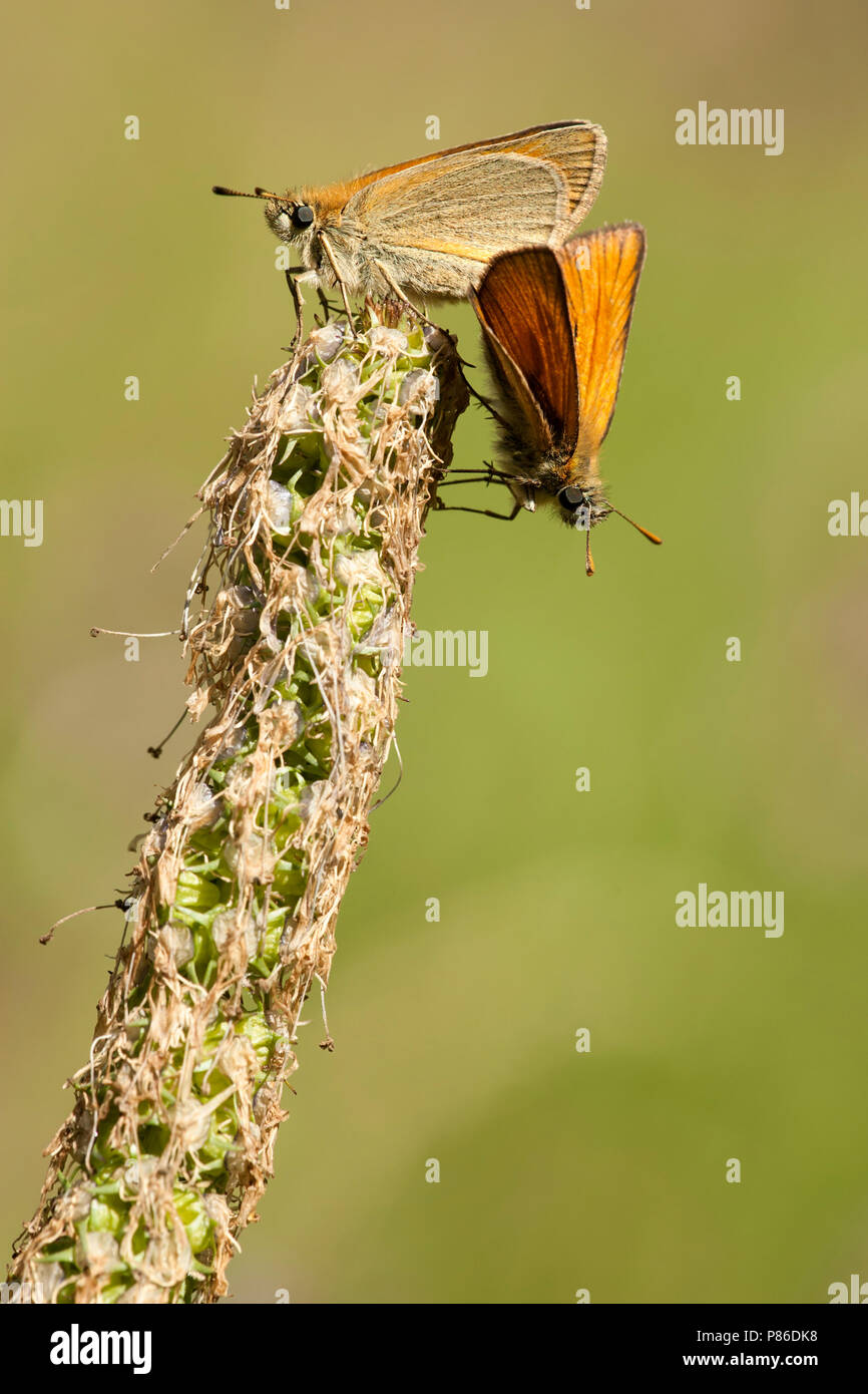 Geelsprietdikkopje / Petite Skipper (Thymelicus sylvestris) Banque D'Images