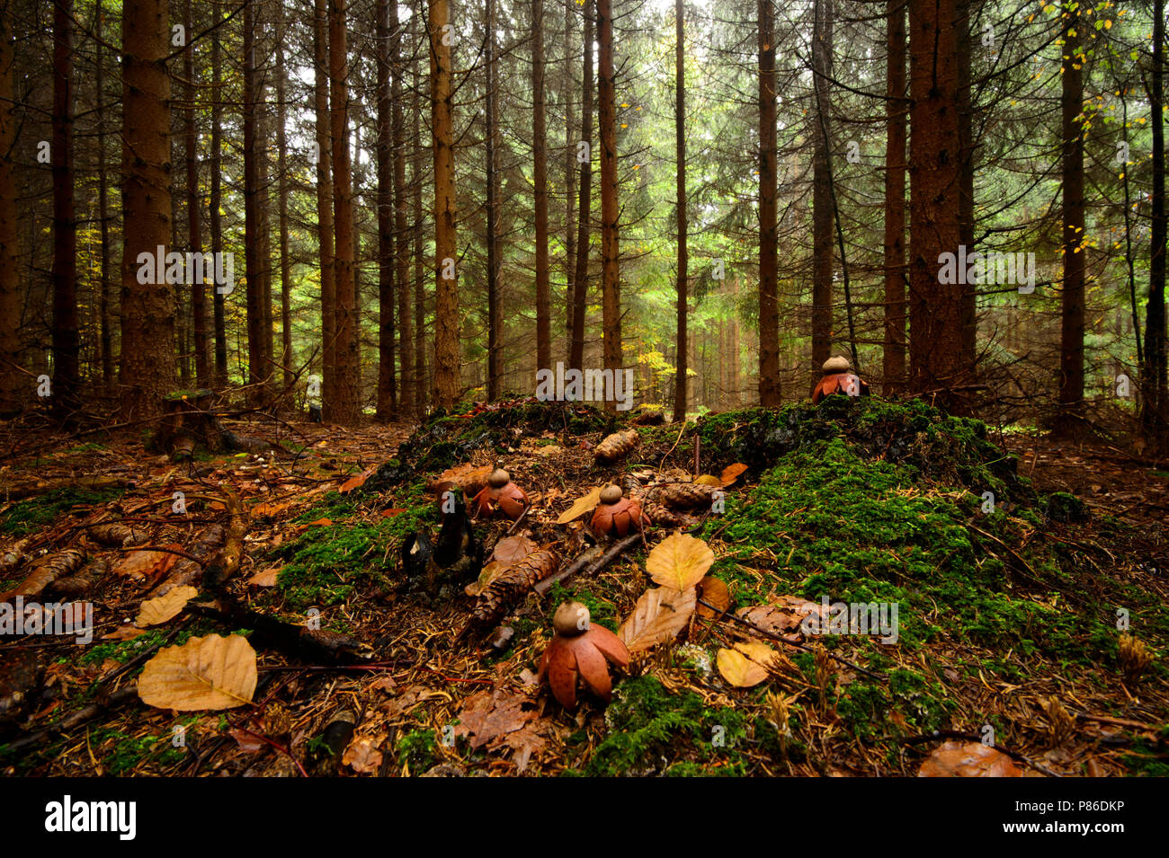 Gekraagde bosbodem aardster op de goéland, earthstar sur le sol forestier Banque D'Images