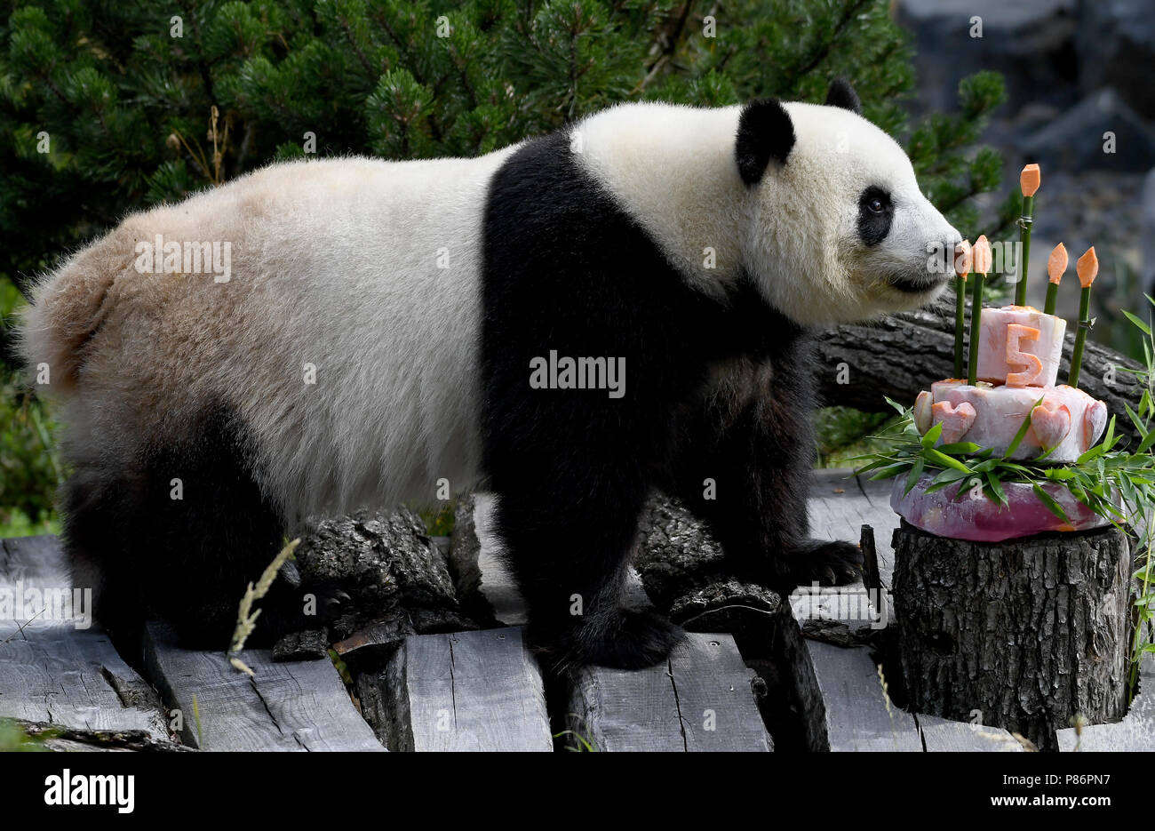 Berlin Allemagne 10 Juillet 18 Femelle Panda Meng Meng Jette Un Regard Sur Son Gateau D Anniversaire A Son Enclos Au Jardin Zoologique De Berlin Les Gardiens D Animaux A Servi Un Gateau Sans