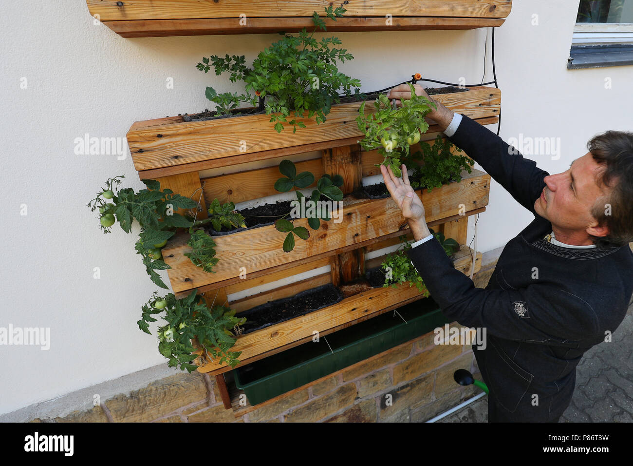 09 juillet 2018, l'Allemagne, Erlangen : Peter Proebstle, représentant et chef de division à la forêt l'Amt für Ernährung, Landwirtschaft und Forsten (AELF) (lit. Office de l'alimentation, l'Agriculture et de la forêt), vérifie les plantes dans un jardin pour montrer 'Jardins urbains'. Voir les jardins pour 'Jardins urbains" sont prévues dans toute la Bavière à partir de 2019. Photo : Daniel Karmann/dpa Banque D'Images
