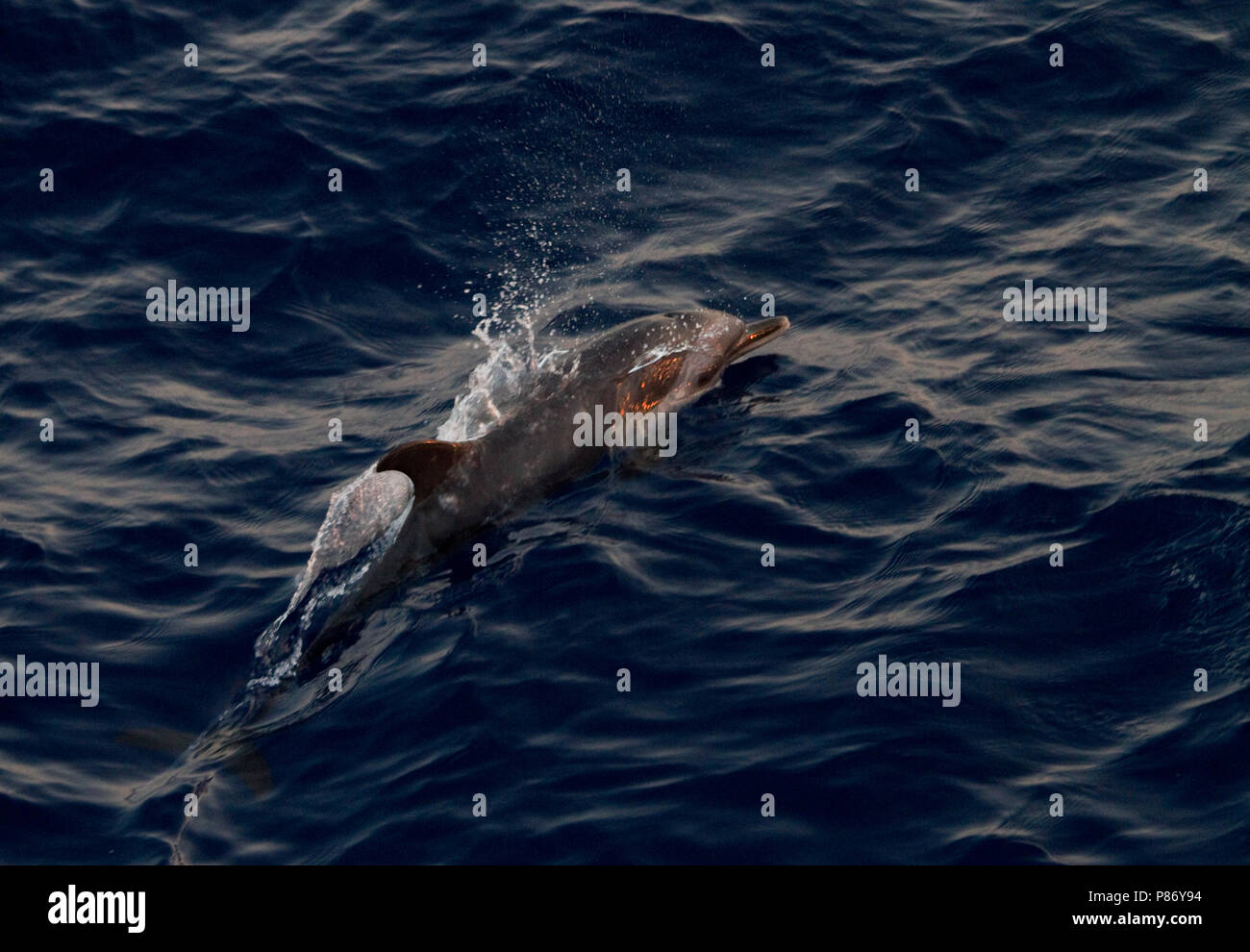 Pantropische gevlekte dolfijn, Dauphins tachetés pantropicaux Banque D'Images
