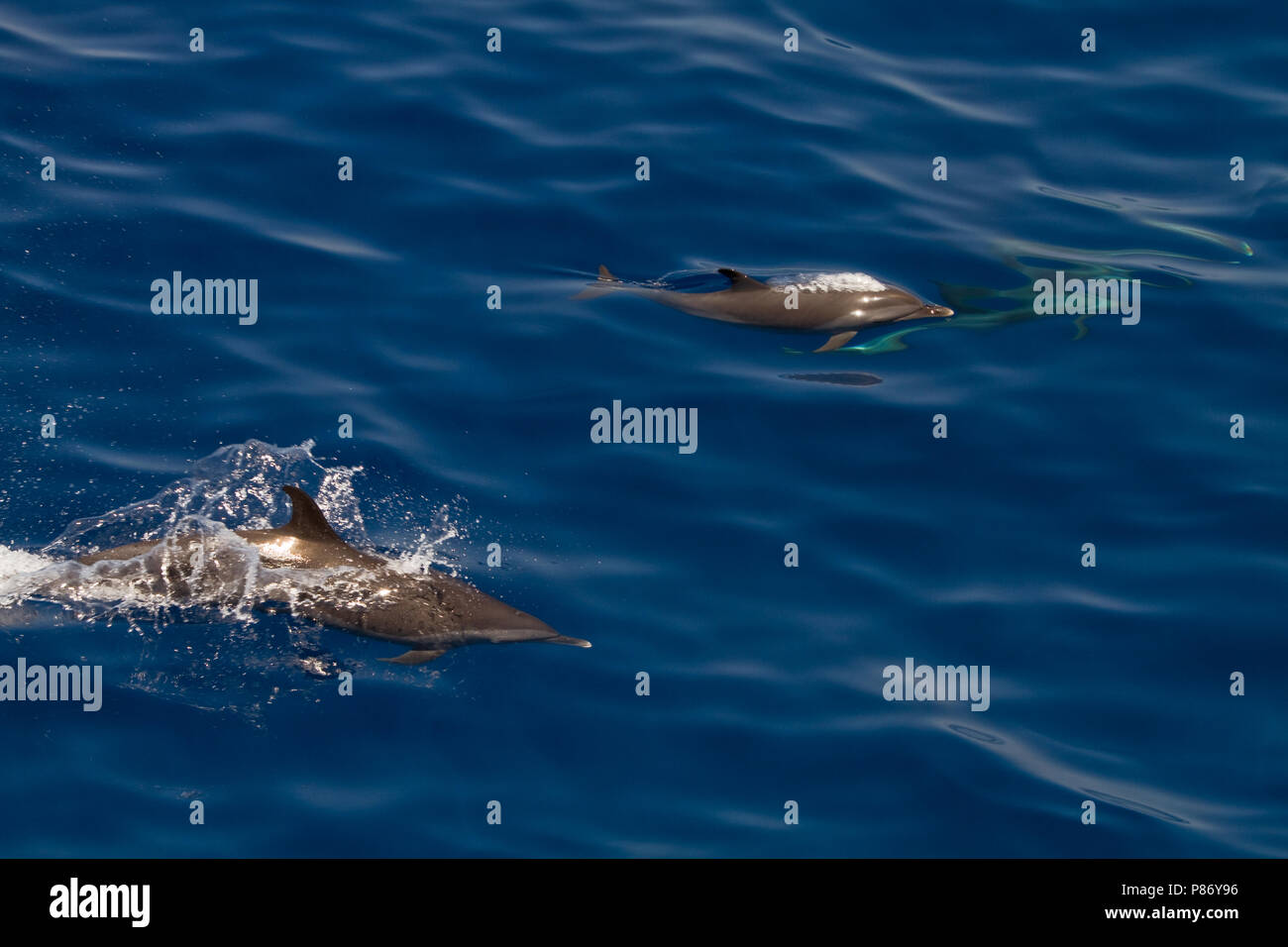 Jumporama Pantropische gevlekte dolfijnen, deux dauphins tachetés pantropicaux Banque D'Images