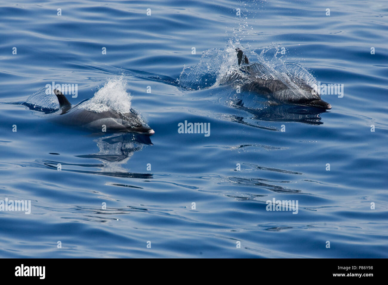Jumporama Pantropische gevlekte dolfijnen, deux dauphins tachetés pantropicaux Banque D'Images