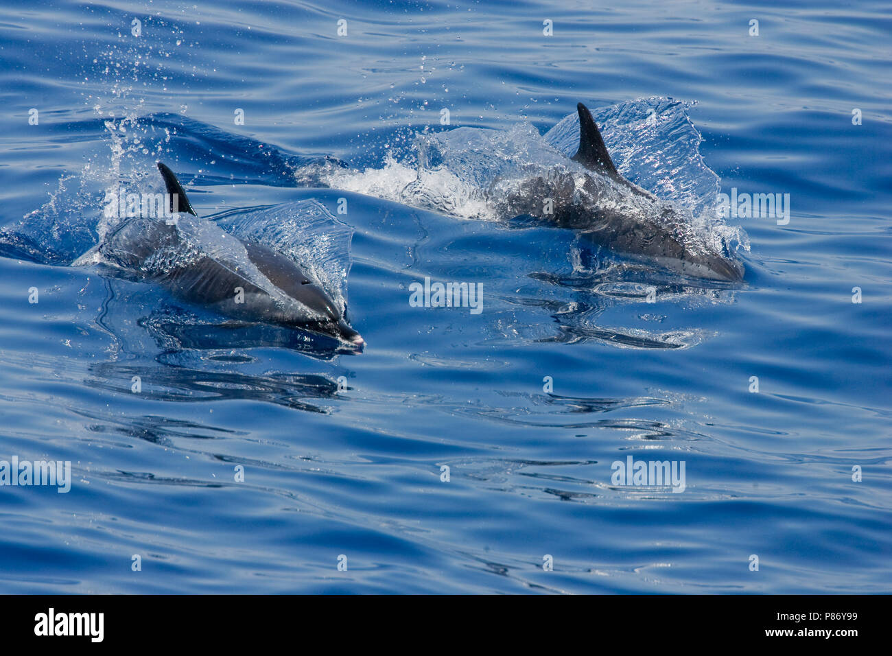 Jumporama Pantropische gevlekte dolfijnen, deux dauphins tachetés pantropicaux Banque D'Images