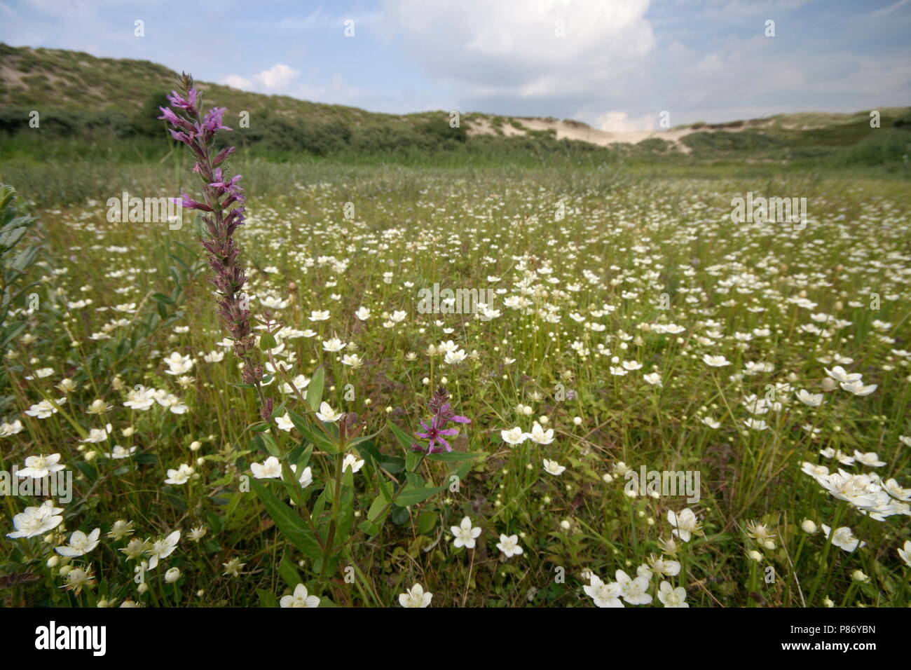 Duinvallei rencontré bloeiende Parnassia, Dune vallée avec de l'herbe en fleur-de-Parnasse Banque D'Images