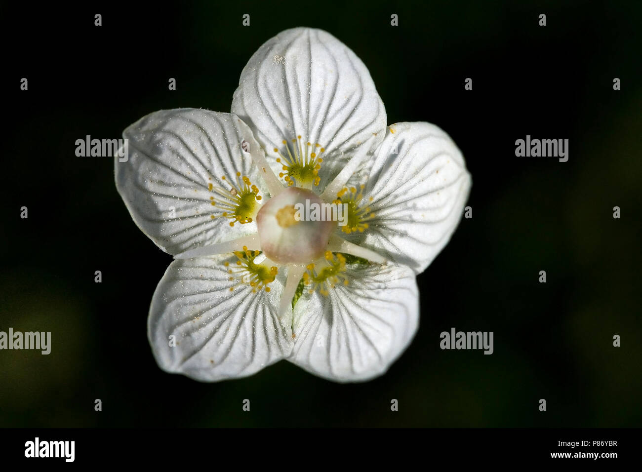 Gros plan Parnassia van bloem Nederland, herbe du Parnasse close-up of flower Pays-Bas Banque D'Images