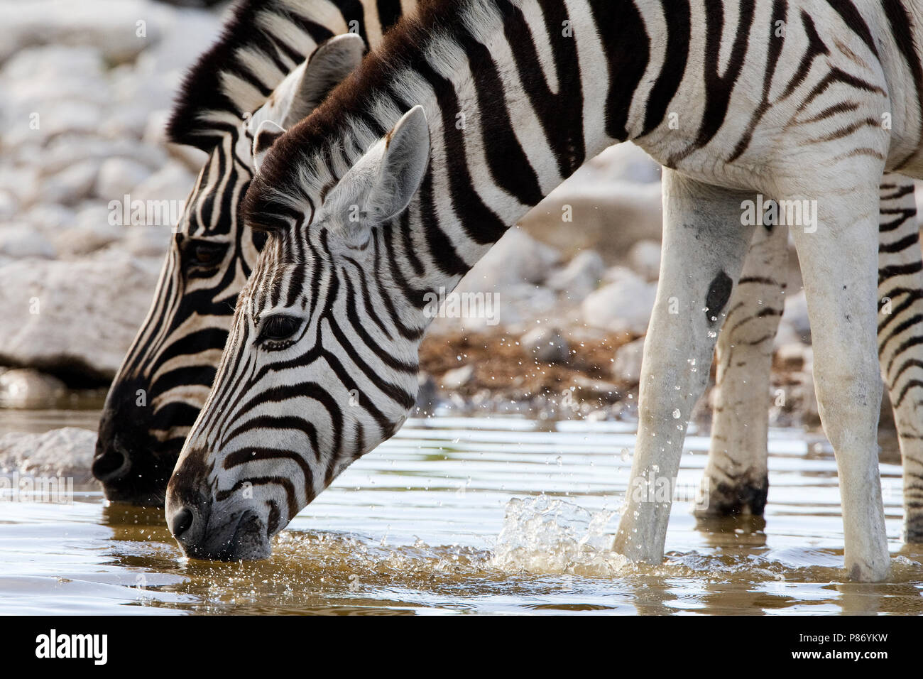 Steppezebra twee dieren drinkend Namibie zèbre Des Plaines, deux animaux de boire la Namibie Banque D'Images