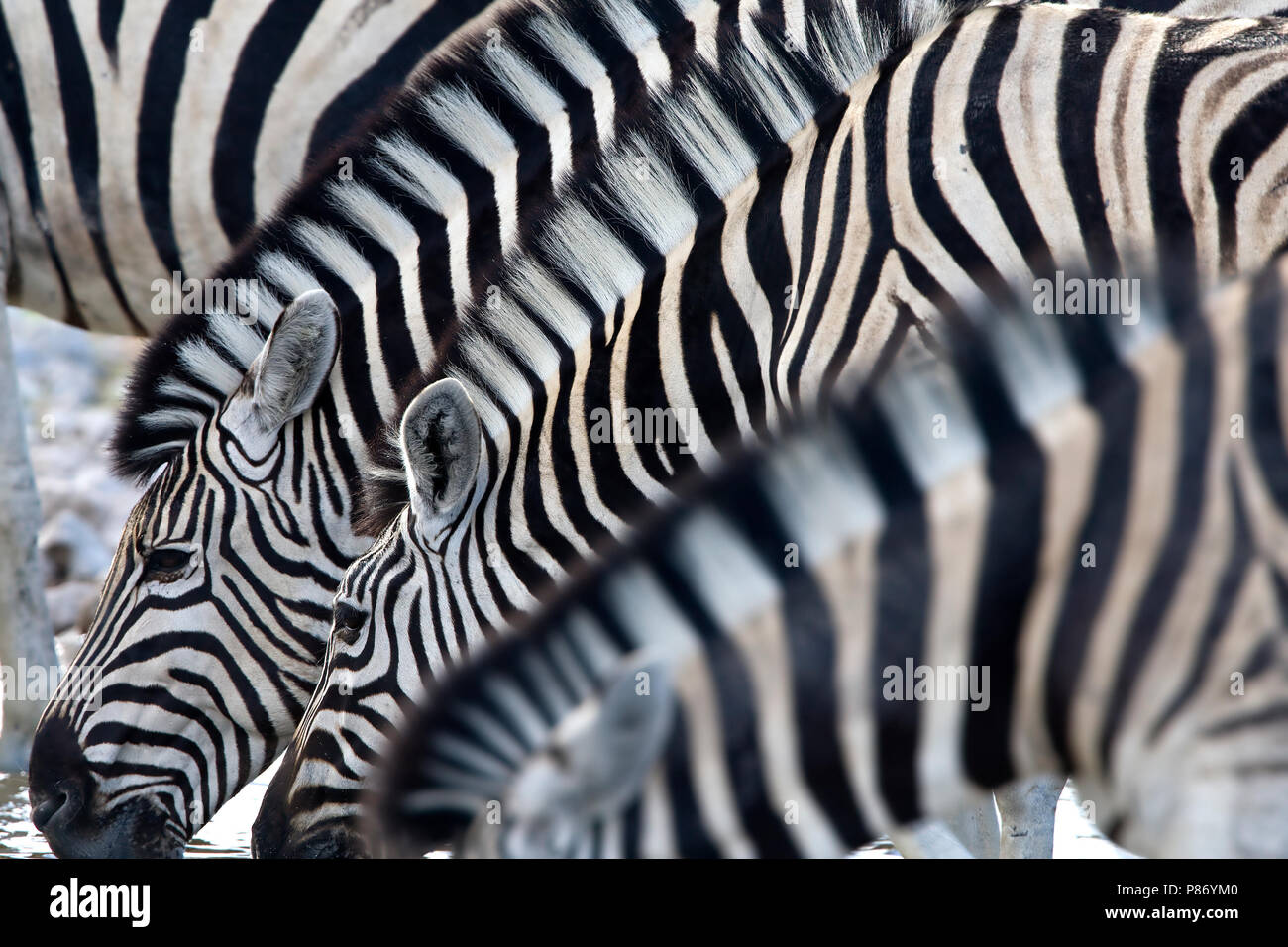 Steppezebra een groep drinkend NP d'Etosha, Namibie zèbre Des Plaines un groupe NP Namibie Etosha potable Banque D'Images