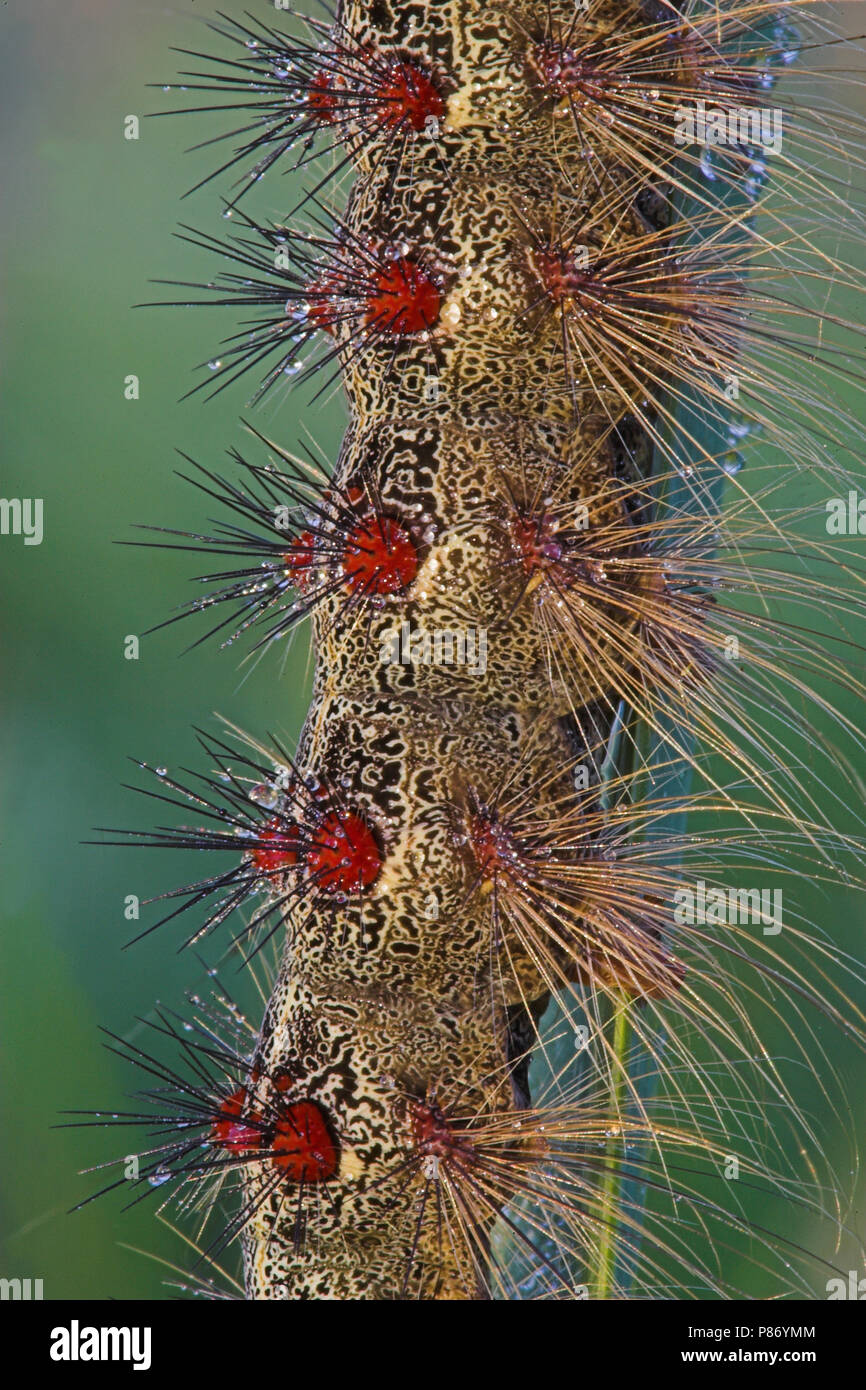 Rup Gebondenheid van, Caterpillar de spongieuse Banque D'Images