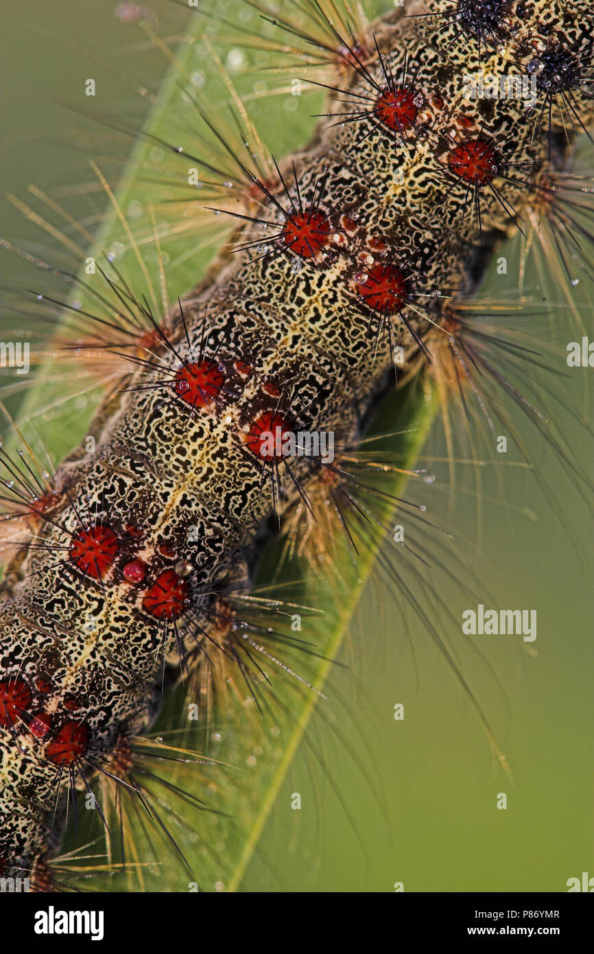 Rup Gebondenheid van, Caterpillar de spongieuse Banque D'Images