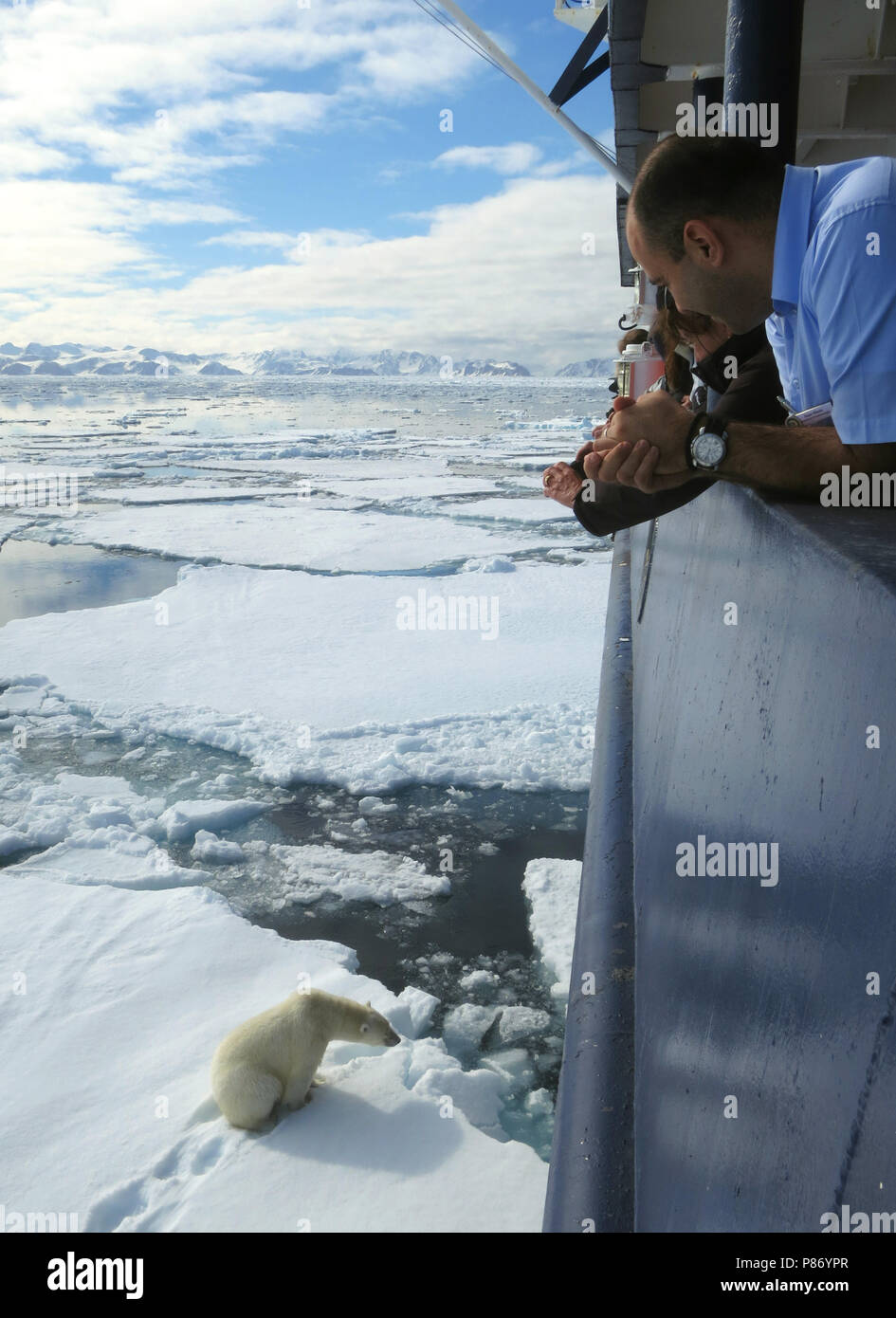Het bezoekt IJsbeer expeditie cruiseschip Ortelius, comme l'ours polaire est en expedition cruise ship Ortelius Banque D'Images