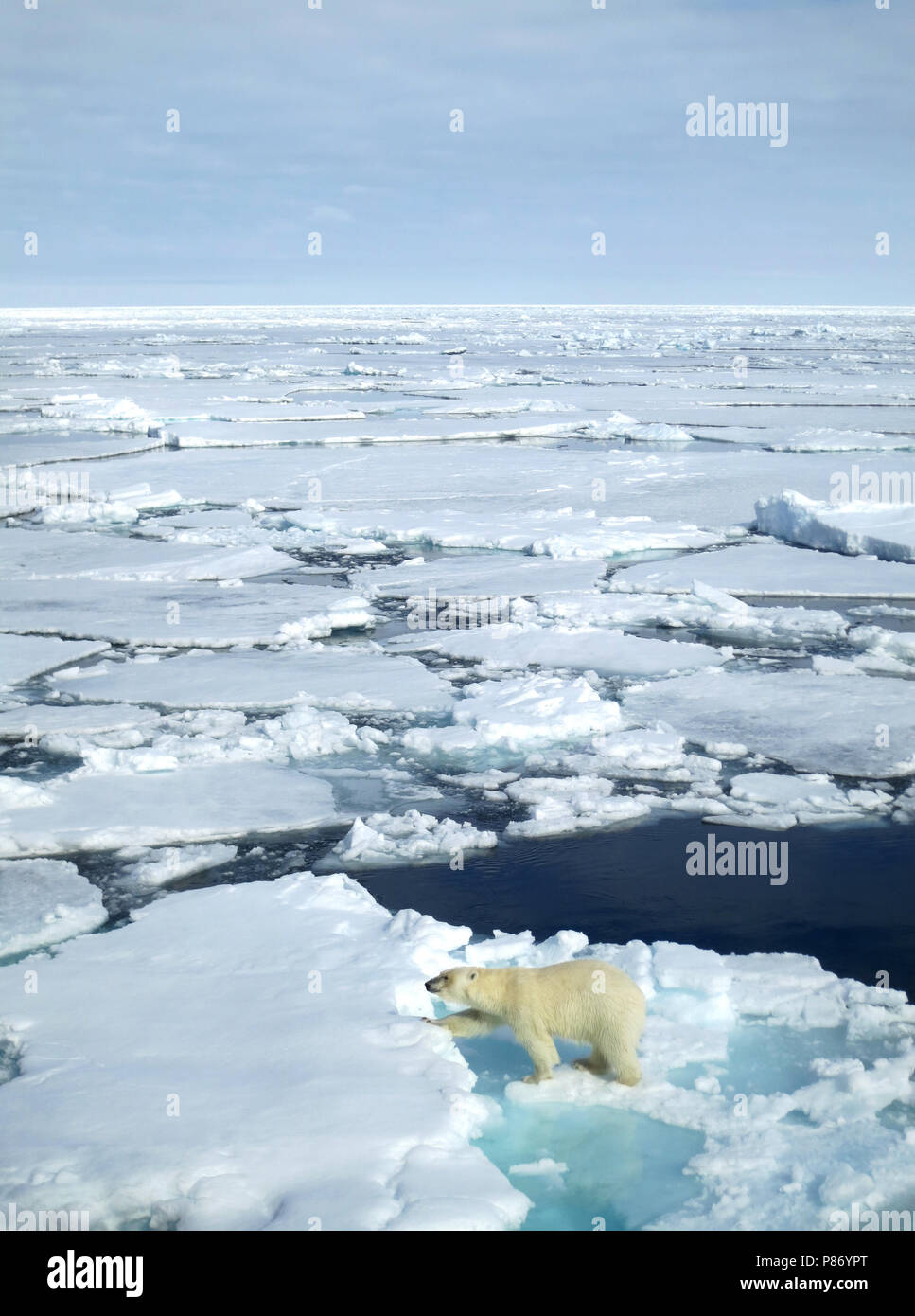 Lopend IJsbeer op het pakijs ; la marche de l'ours polaire sur la banquise Banque D'Images