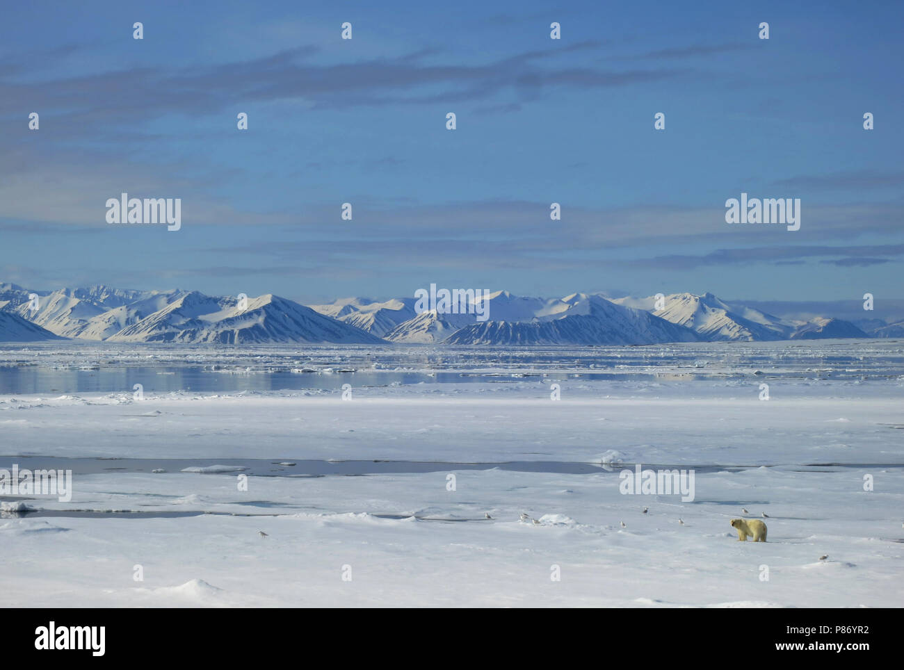 IJsbeer, Spitsbergen, Svalbard Ours polaires ; Banque D'Images