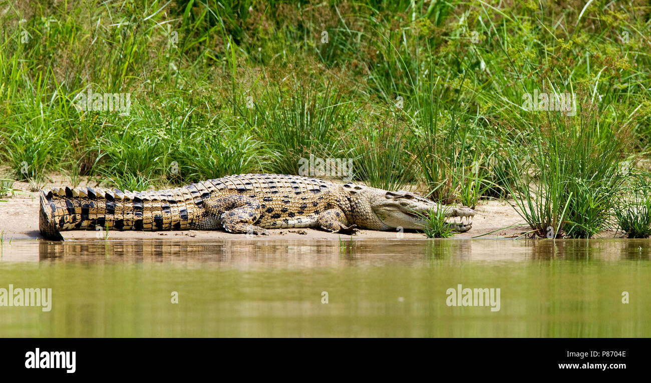 Zoutwaterkrokodil liggend aan rijn ; Saltwater Crocodile couché sur bank Banque D'Images