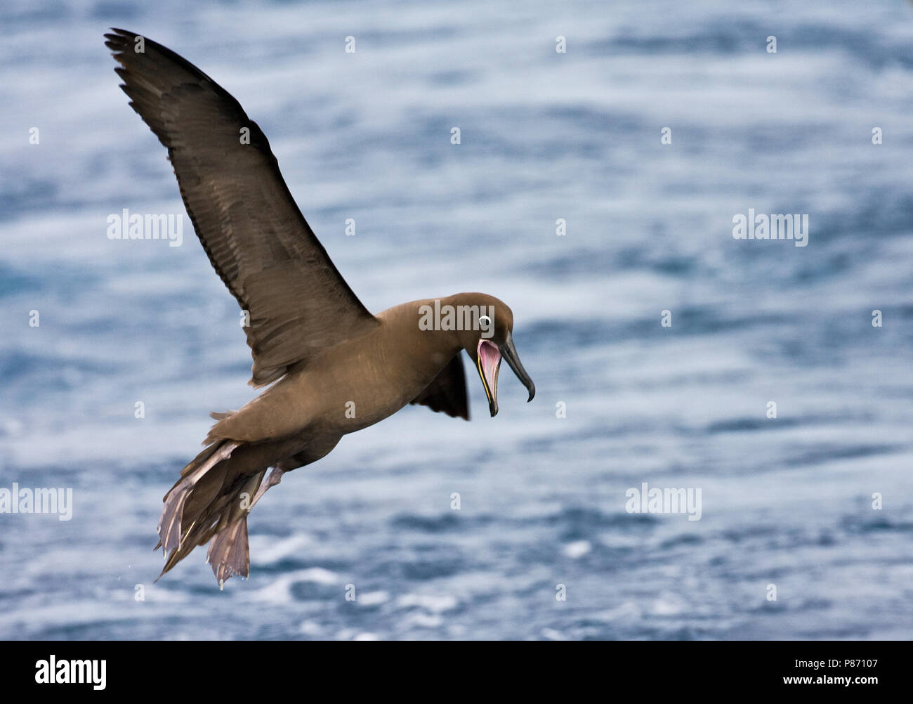 En vol d'Albatros fuligineux Banque D'Images