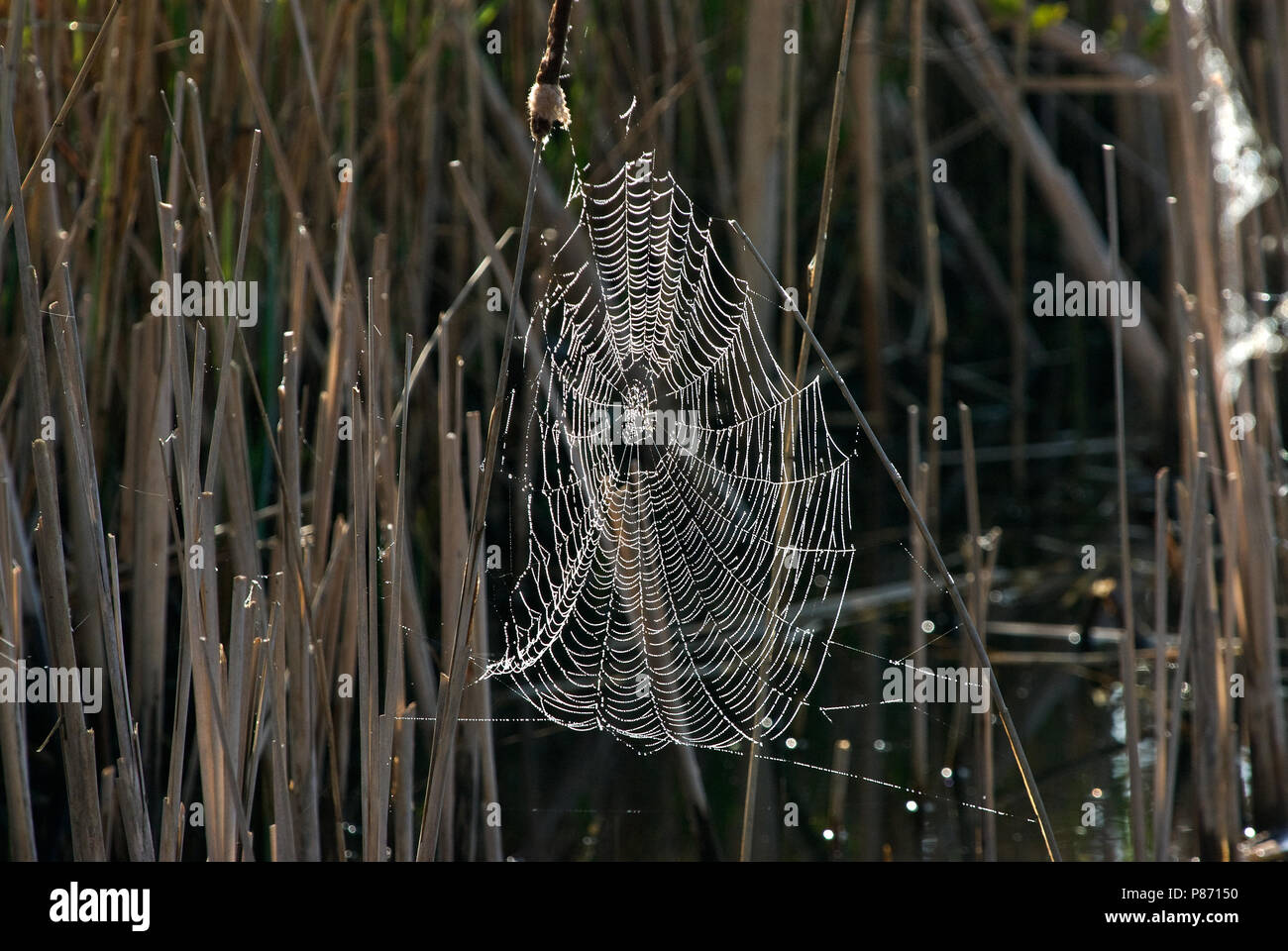 In het Spinnenweb araignées ; Naardermeer au web sur Naardermeer Banque D'Images