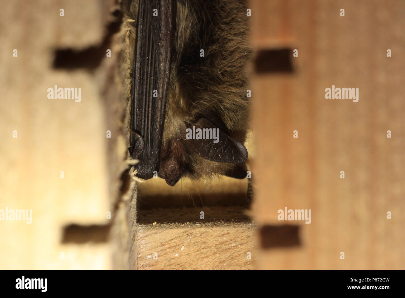 Slapende Baardvleermuis ; dormir à vibrisses Bat Banque D'Images