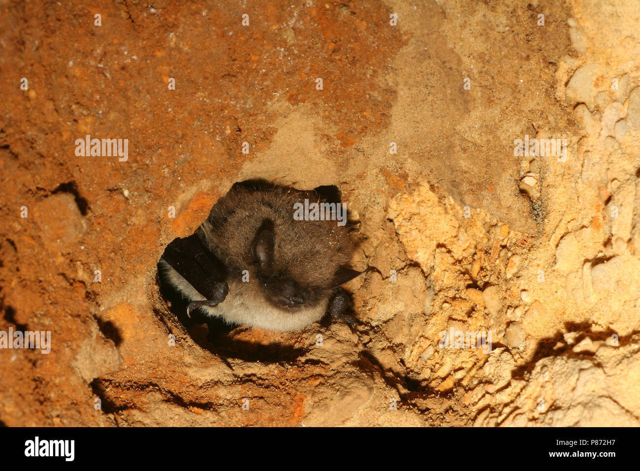 Slapende Baardvleermuis ; dormir à vibrisses Bat Banque D'Images
