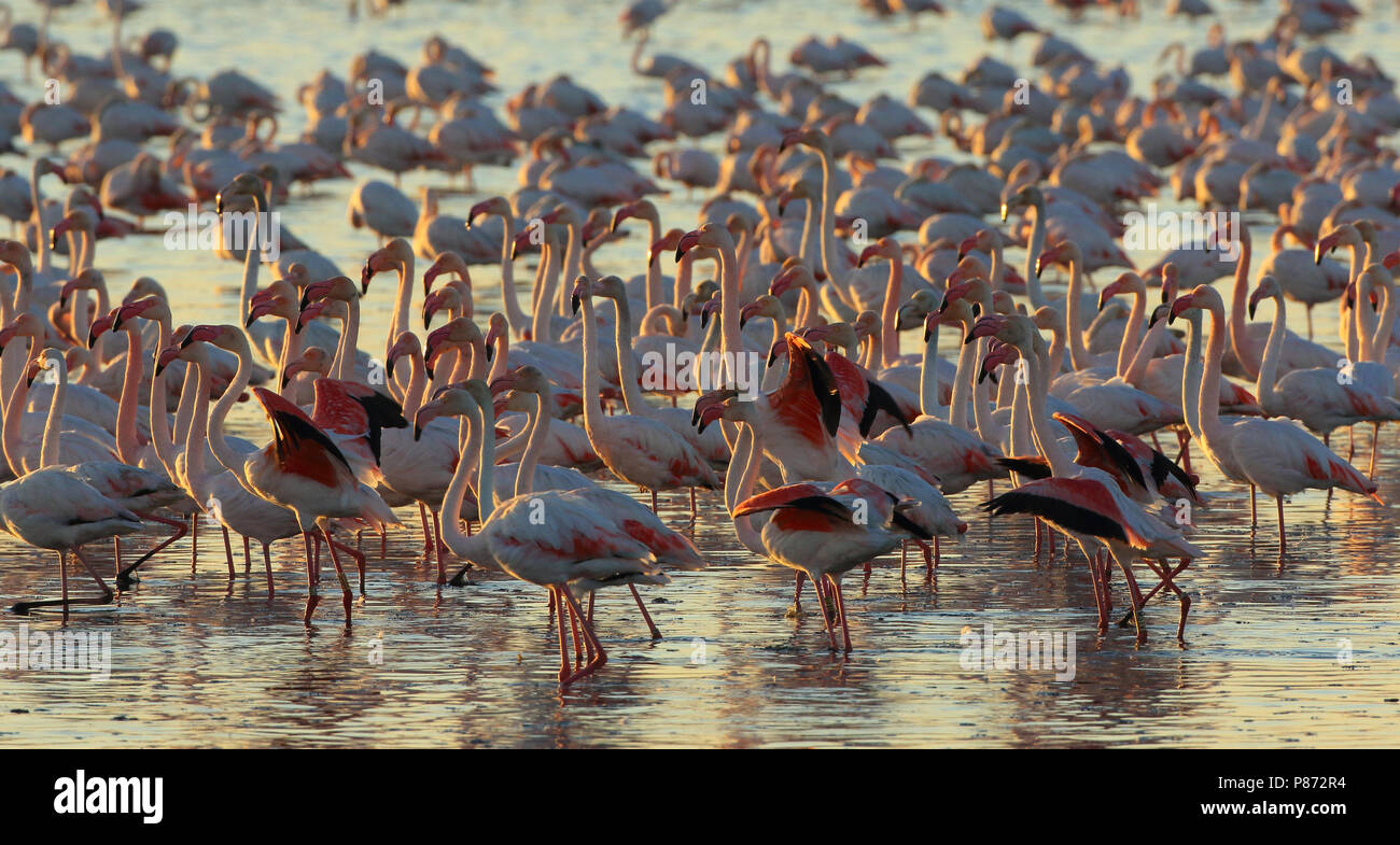 Plus de nourriture Flamingo (Phoenicopterus roseus) dans les eaux peu profondes de Veta la Palma, Espagne. Banque D'Images