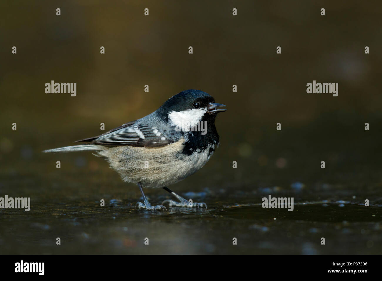 Mésange noire debout sur la glace. Banque D'Images