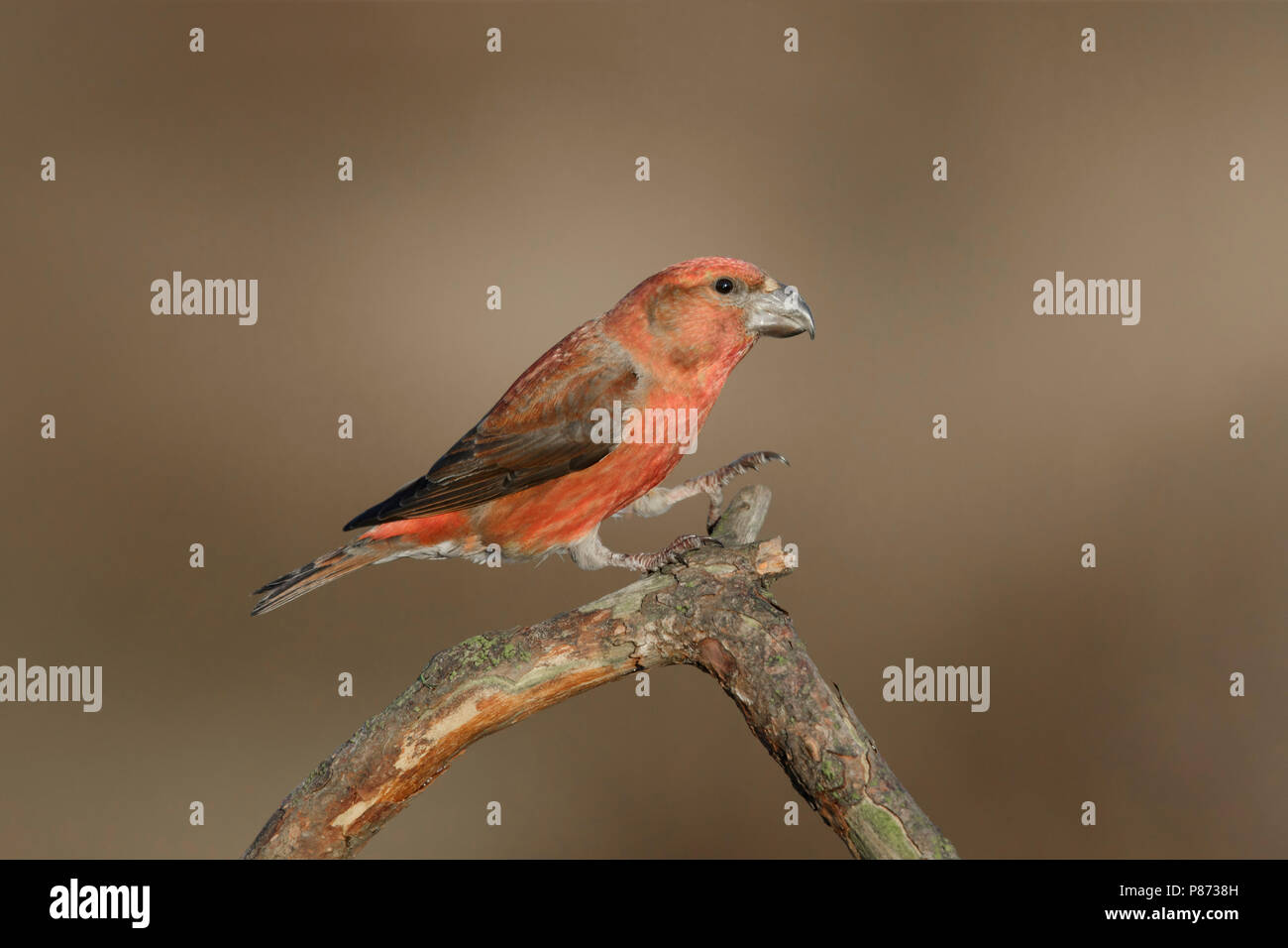 Grote Kruisbek op tak, Bec de perroquet, pearched Banque D'Images