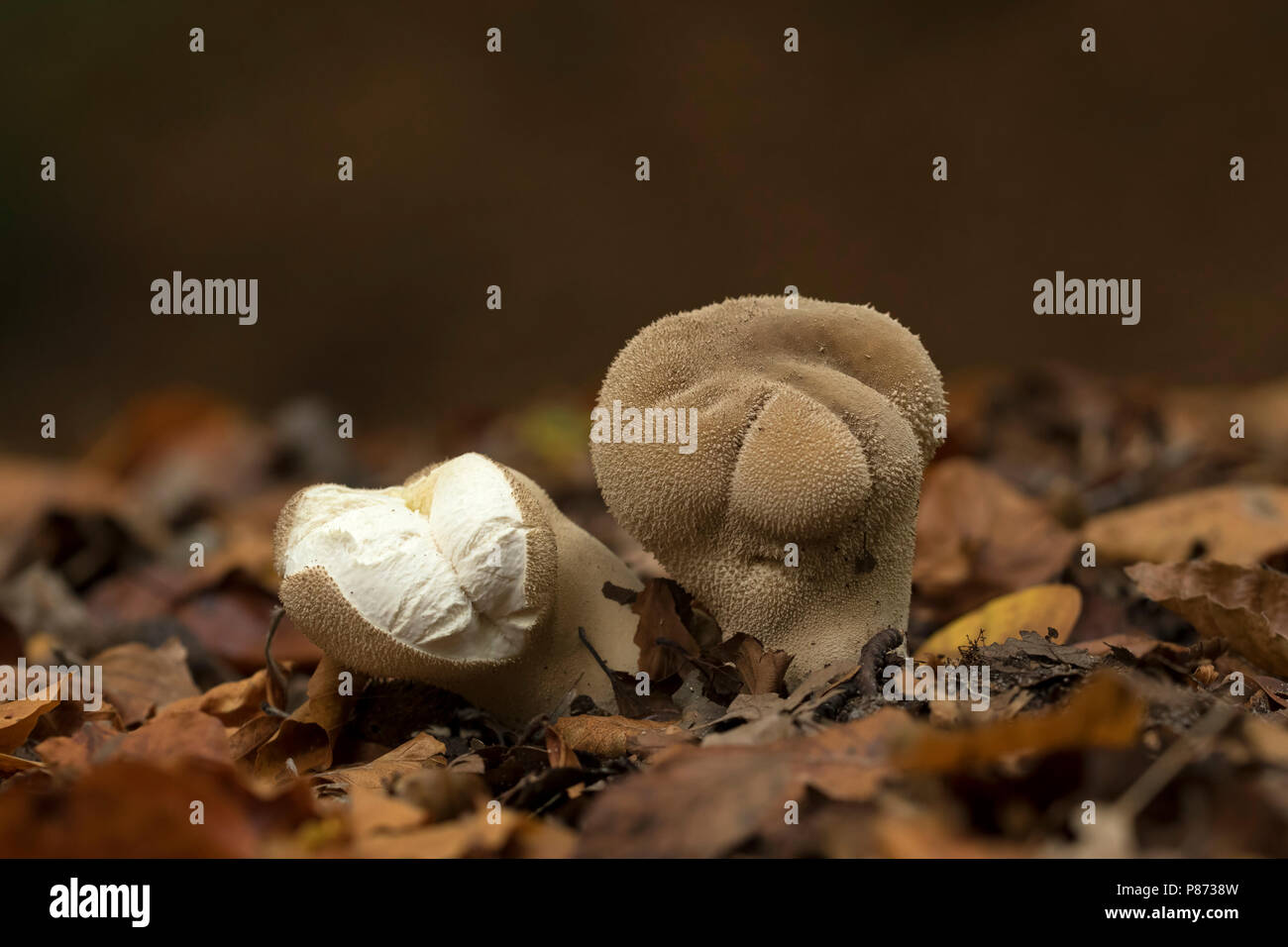 Plooivoetstuifzwam ; en forme de pilon Puffball Banque D'Images