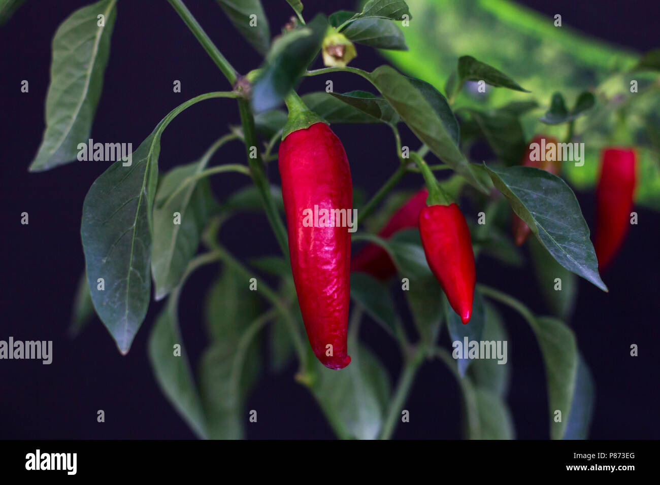 Piment de guinée Banque de photographies et d’images à haute résolution