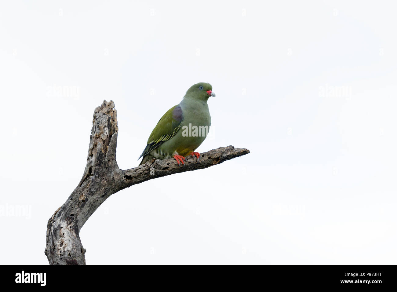 Glossaire sur l'papegaaiduif ; African green pigeon ; Banque D'Images