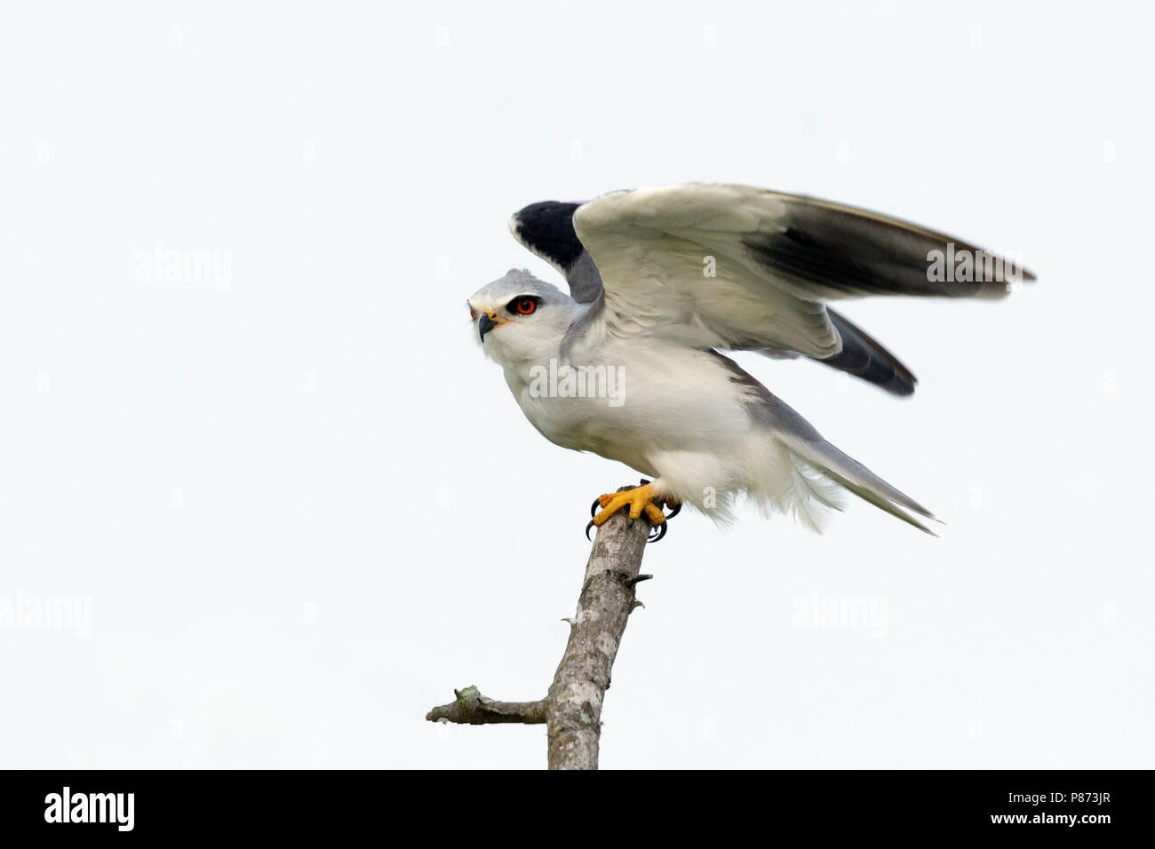 Grijze Wouw ; Black-winged Kite, Banque D'Images