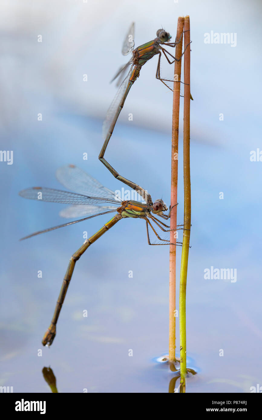 Houtpantserjuffers Parende, Chalcolestes viridis accouplement paire Banque D'Images