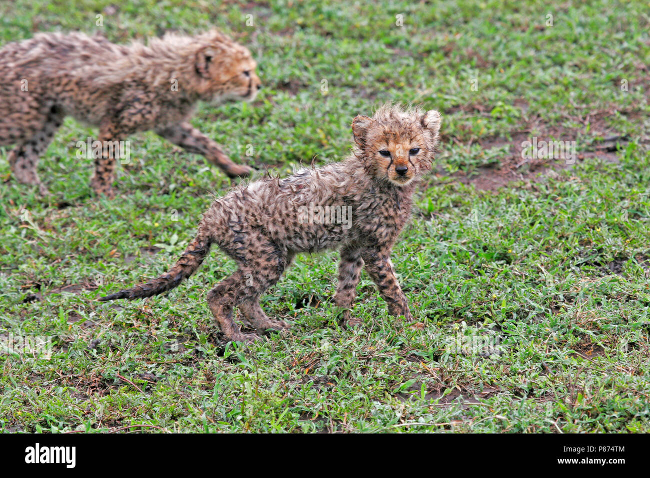 Le Guépard (Acinonyx jubatus) oursons sur savannah plaines de Tanzanie. Banque D'Images