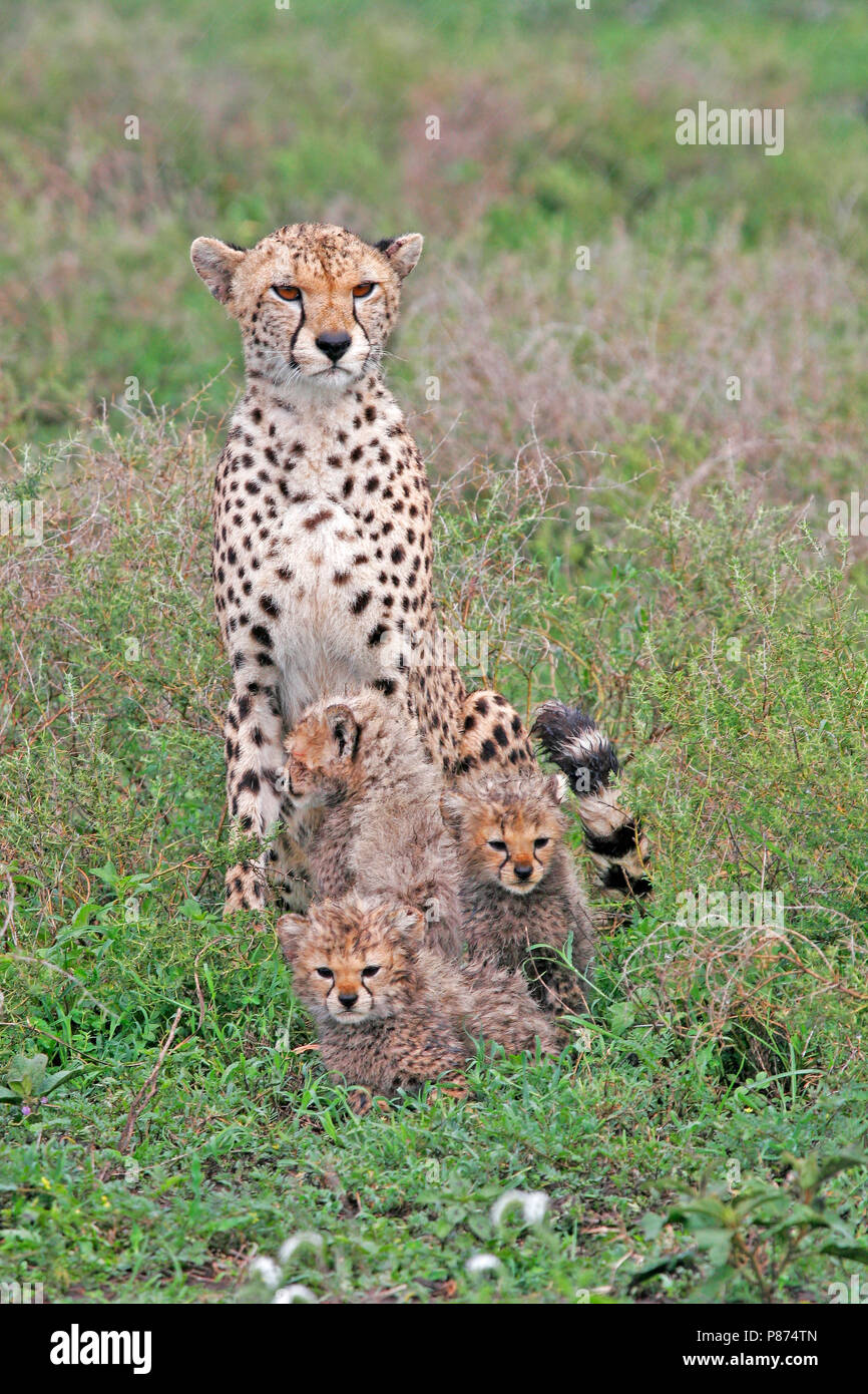 Le Guépard (Acinonyx jubatus) oursons sur savannah plaines de Tanzanie. Banque D'Images