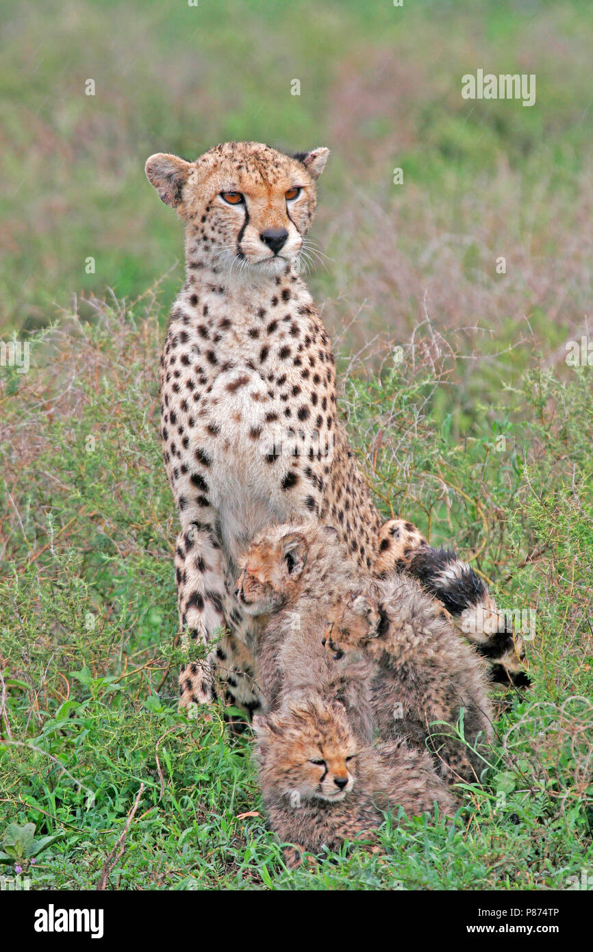Le Guépard (Acinonyx jubatus) oursons sur savannah plaines de Tanzanie. Banque D'Images