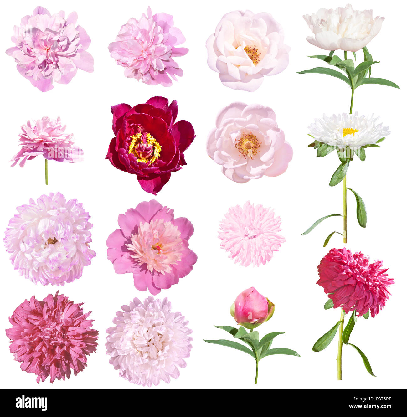 Les Pivoines et les asters fleurs jeu isolé sur fond blanc. Les Pivoines rose et blanc, rose et blanc asters Banque D'Images
