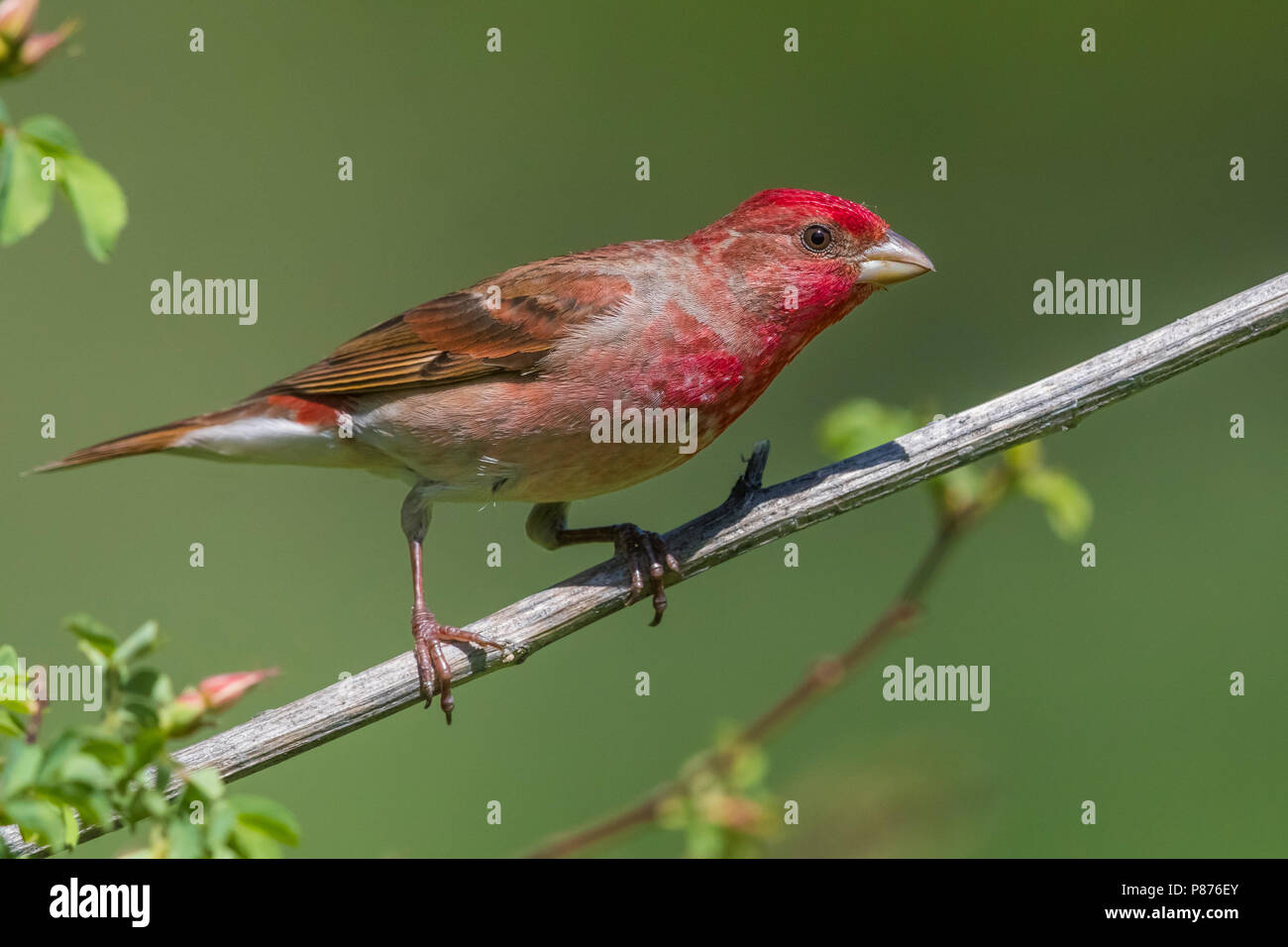 Common Rosefinch Rosefinch écarlate ; ; Carpodacus erythrinus ferghanensis Banque D'Images