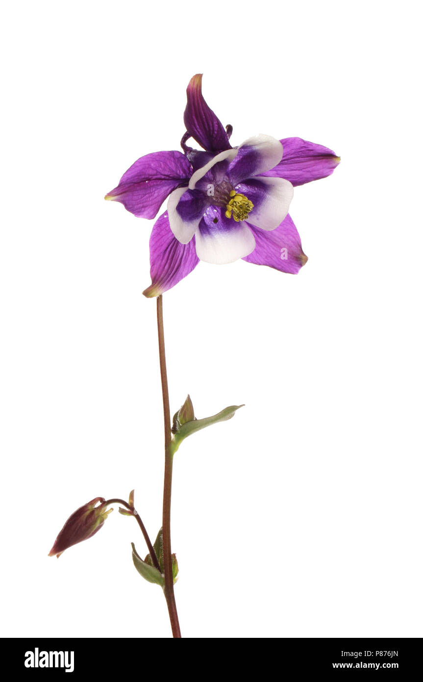 Aquilegia violet fleur et feuillage isolés contre white Banque D'Images