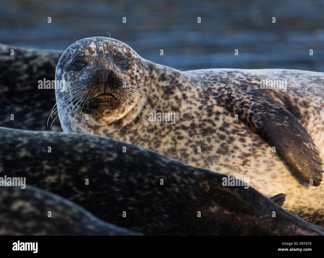 Zeehond and-white, Phoque commun Phoca vitulina, Banque D'Images