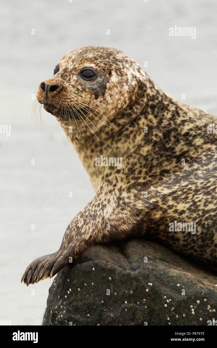 Zeehond and-white, Phoque commun Phoca vitulina, Banque D'Images