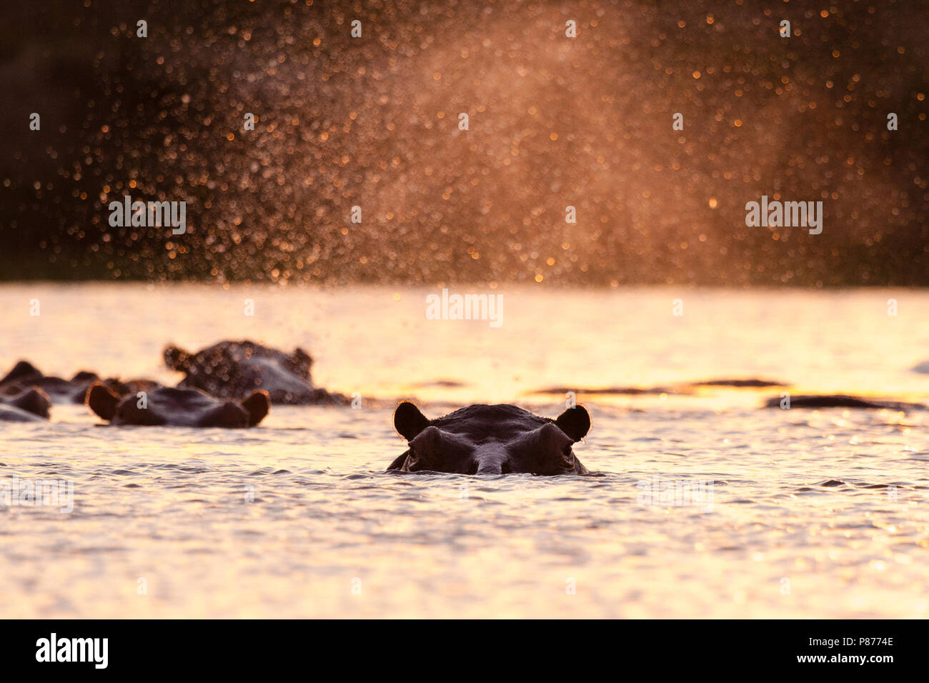 Hippopotame (Hippopotamus amphibius) groupe swimming in river au coucher du soleil Banque D'Images