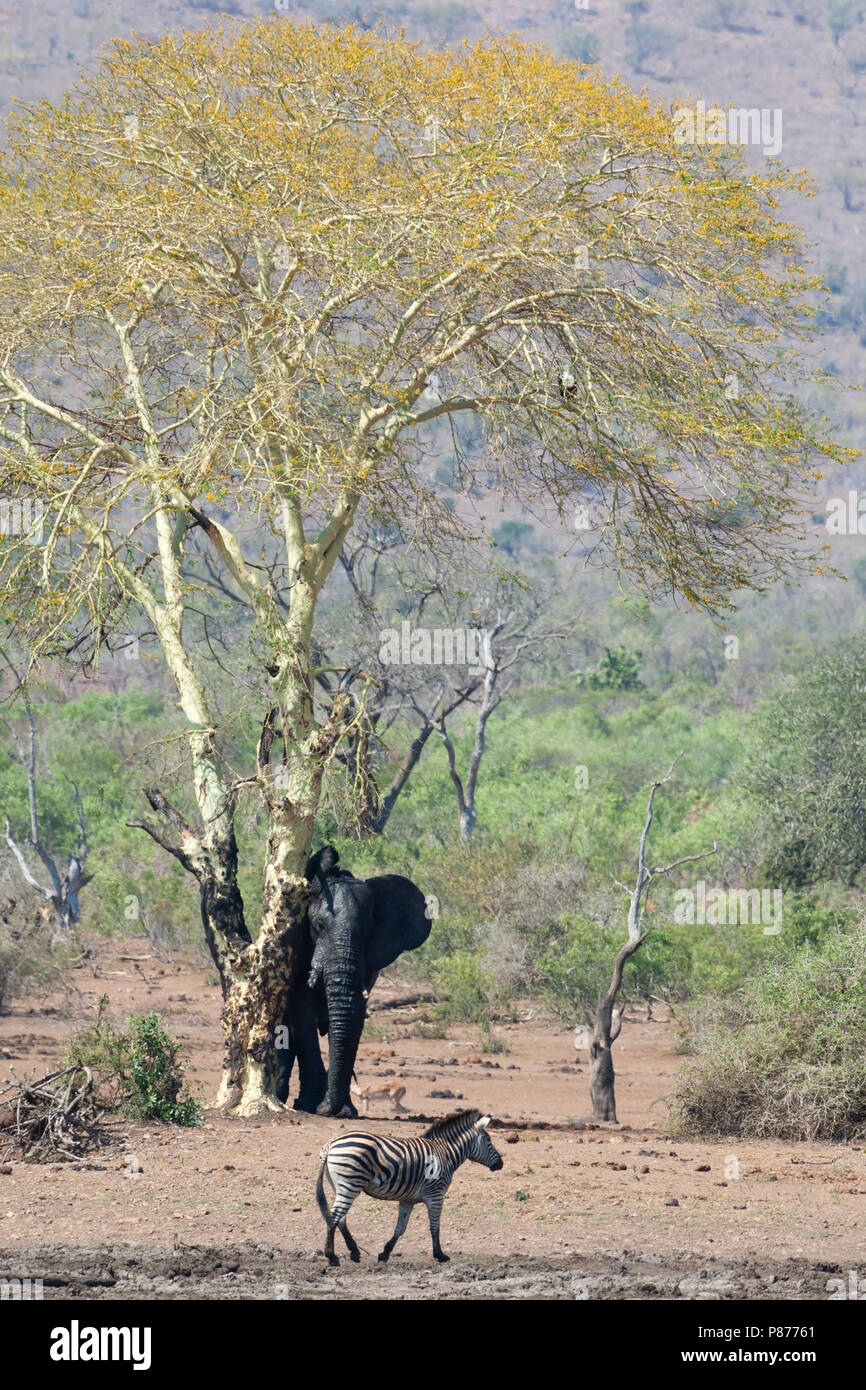 L'éléphant africain (Loxodonta africana) Frotter tree à Kruger National Park en été Banque D'Images