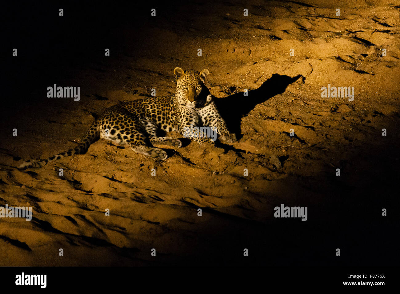 Leopard (Panthera pardus), la nuit de repos dans le faisceau de lampe au Kruger Park Banque D'Images
